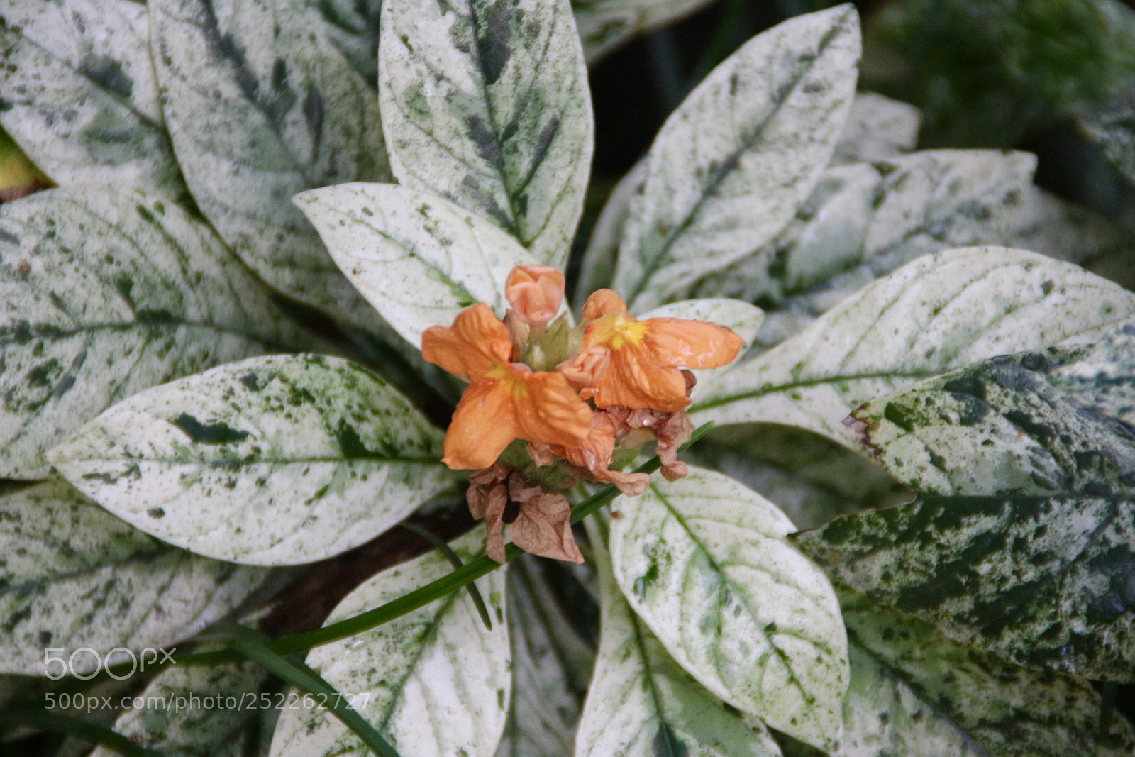 Canon EOS 700D (EOS Rebel T5i / EOS Kiss X7i) sample photo. Fullsizeoutput ed photography
