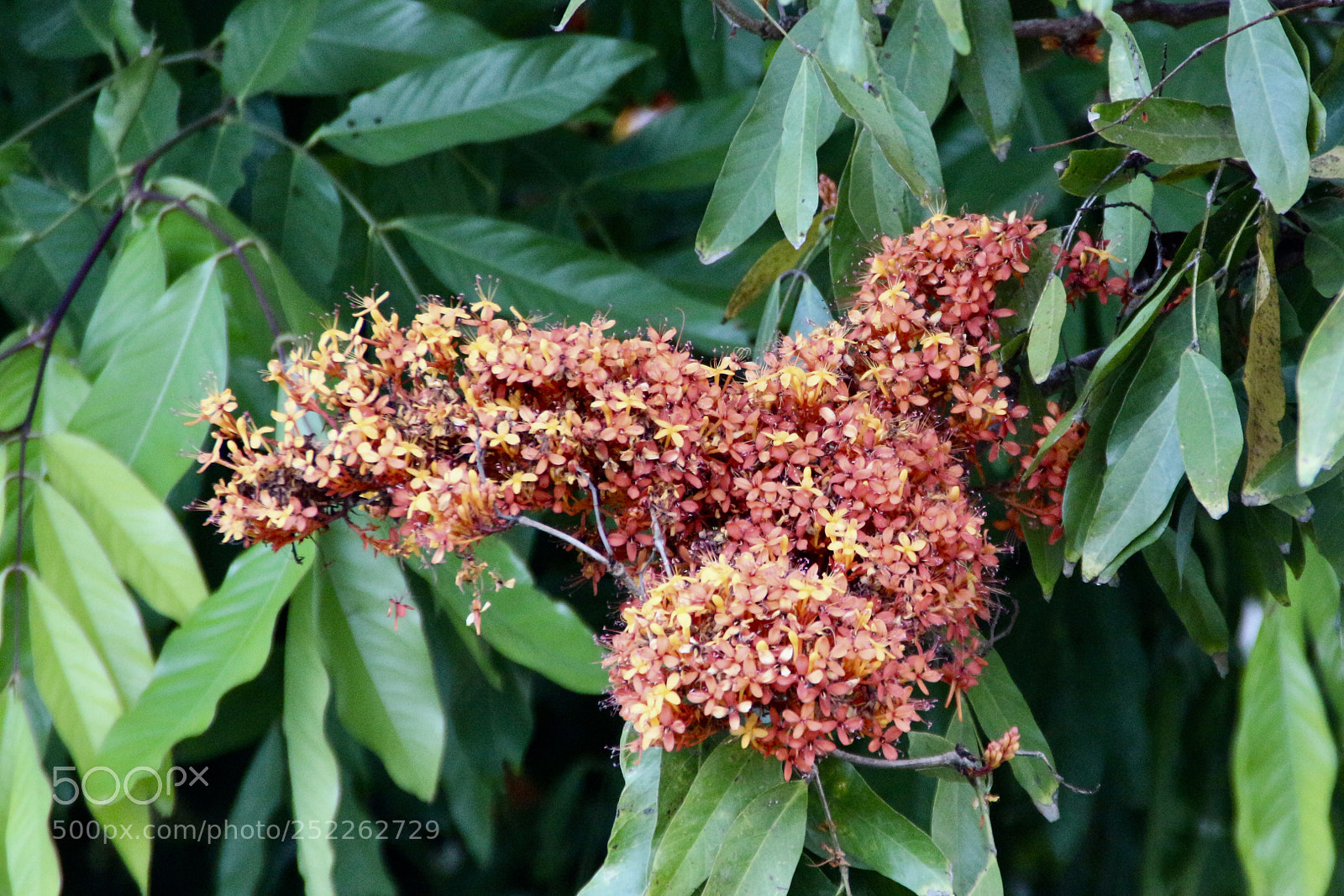 Canon EOS 700D (EOS Rebel T5i / EOS Kiss X7i) sample photo. Fullsizeoutput f photography
