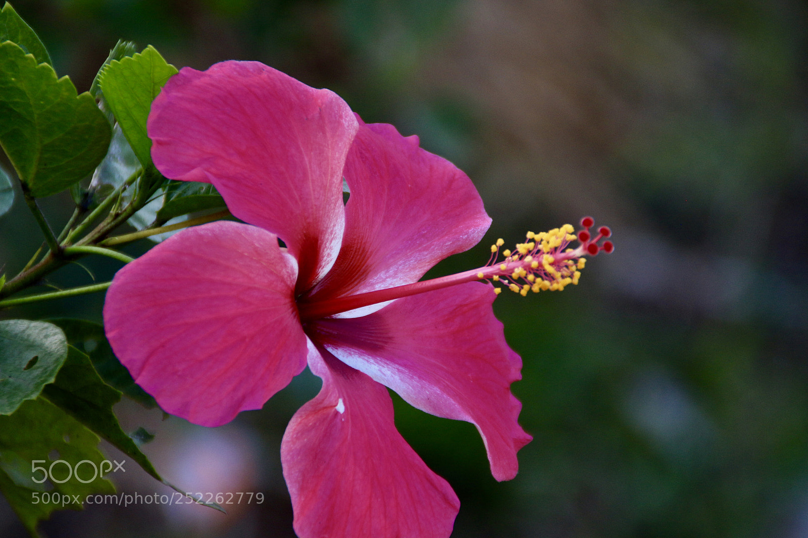 Canon EOS 700D (EOS Rebel T5i / EOS Kiss X7i) sample photo. Fullsizeoutput fa photography