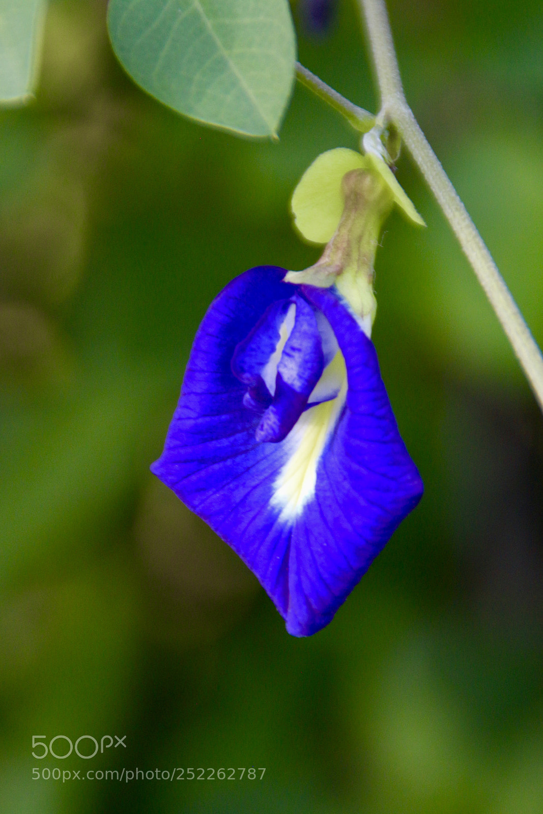 Canon EOS 700D (EOS Rebel T5i / EOS Kiss X7i) sample photo. Fullsizeoutput f photography