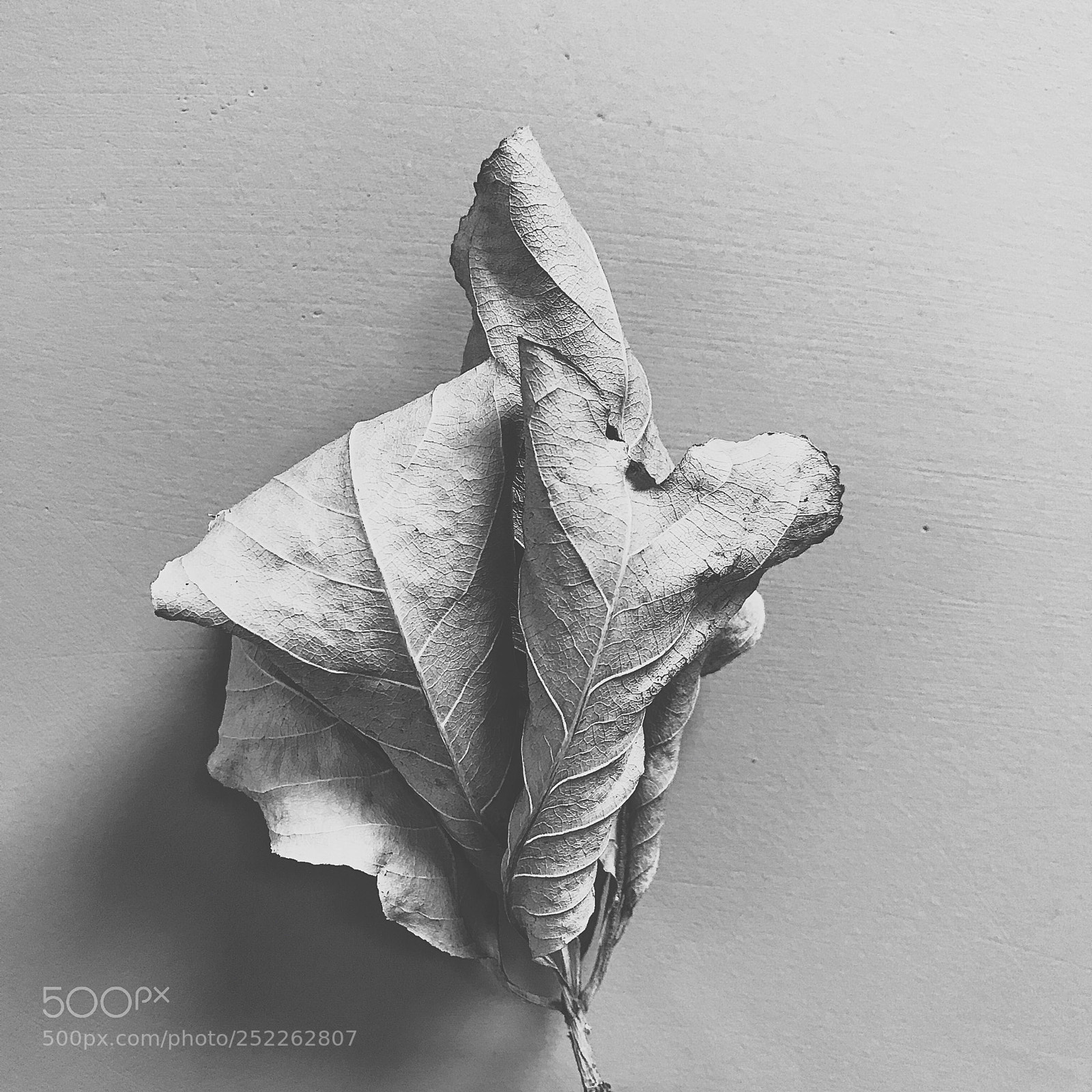 Apple iPhone 7 sample photo. Dry leaf!  photography