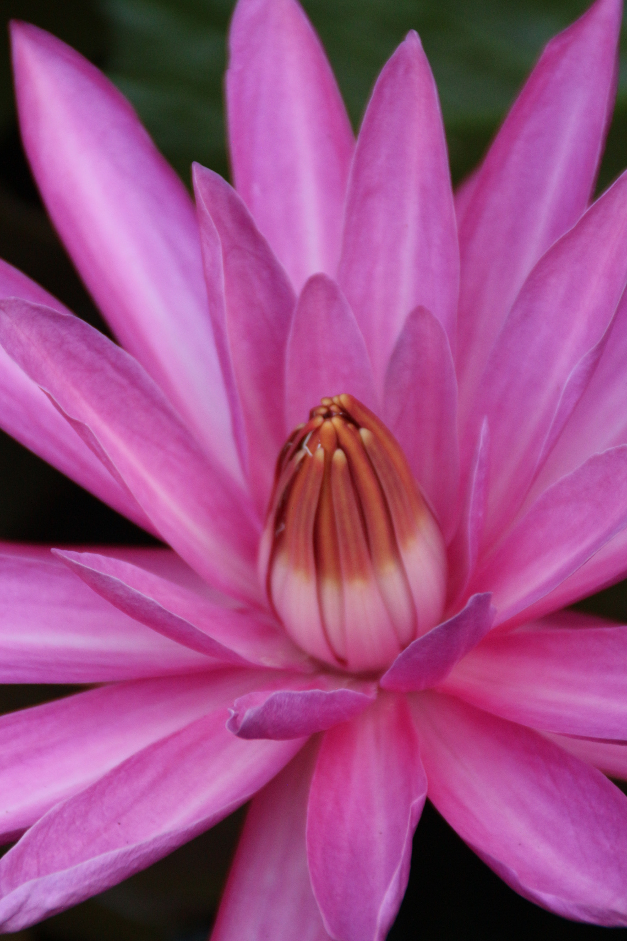 Canon EOS 700D (EOS Rebel T5i / EOS Kiss X7i) sample photo. Img photography