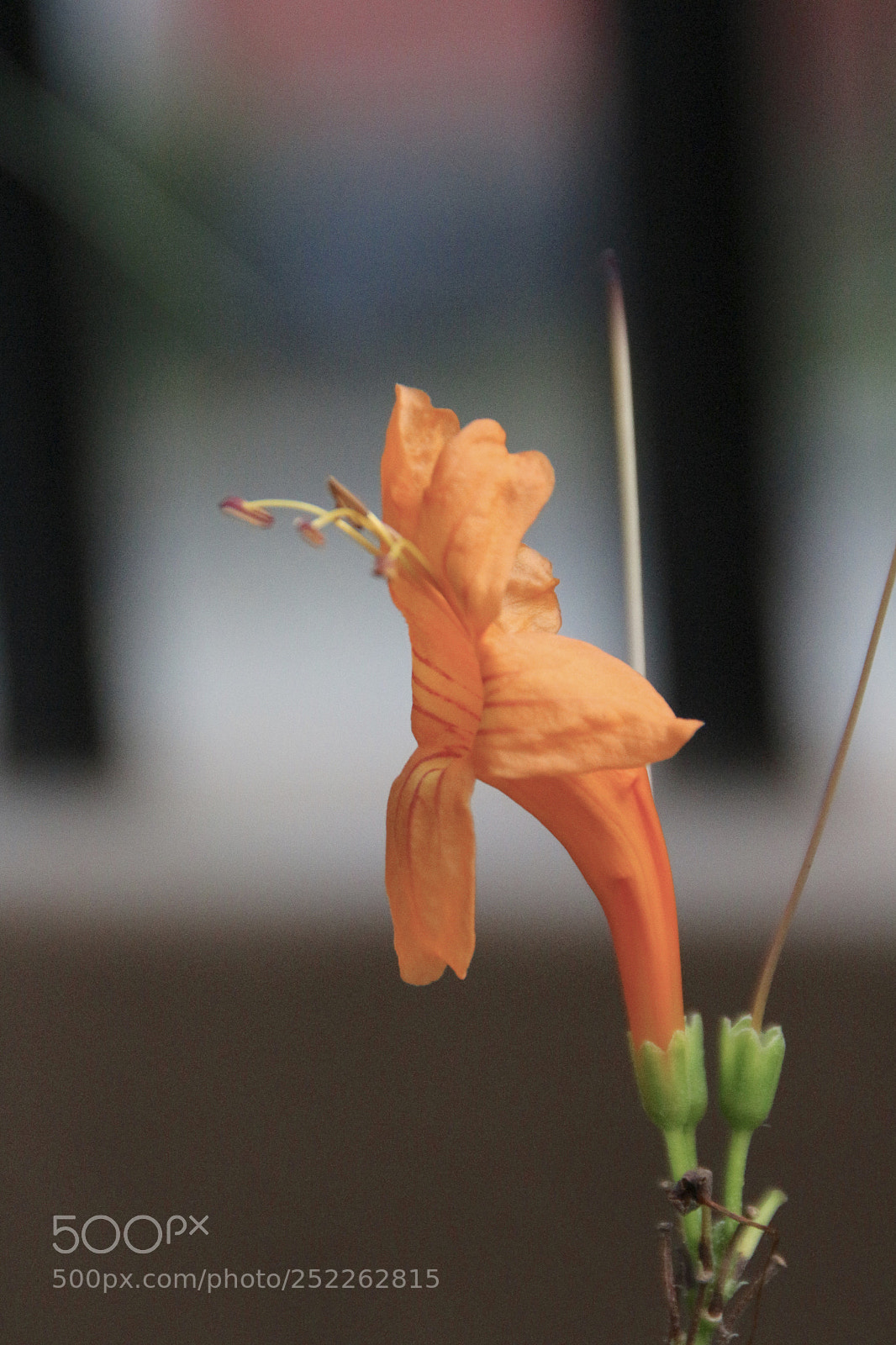 Canon EOS 700D (EOS Rebel T5i / EOS Kiss X7i) sample photo. Fullsizeoutput fe photography