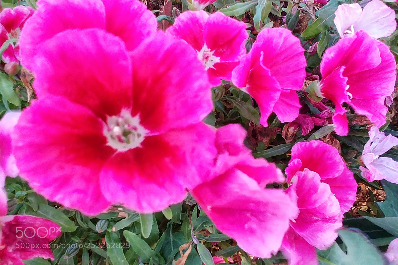 LG G6 sample photo. The leader? photography