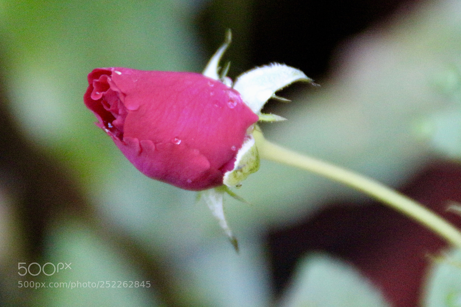 Canon EOS 700D (EOS Rebel T5i / EOS Kiss X7i) sample photo. Fullsizeoutput fec photography
