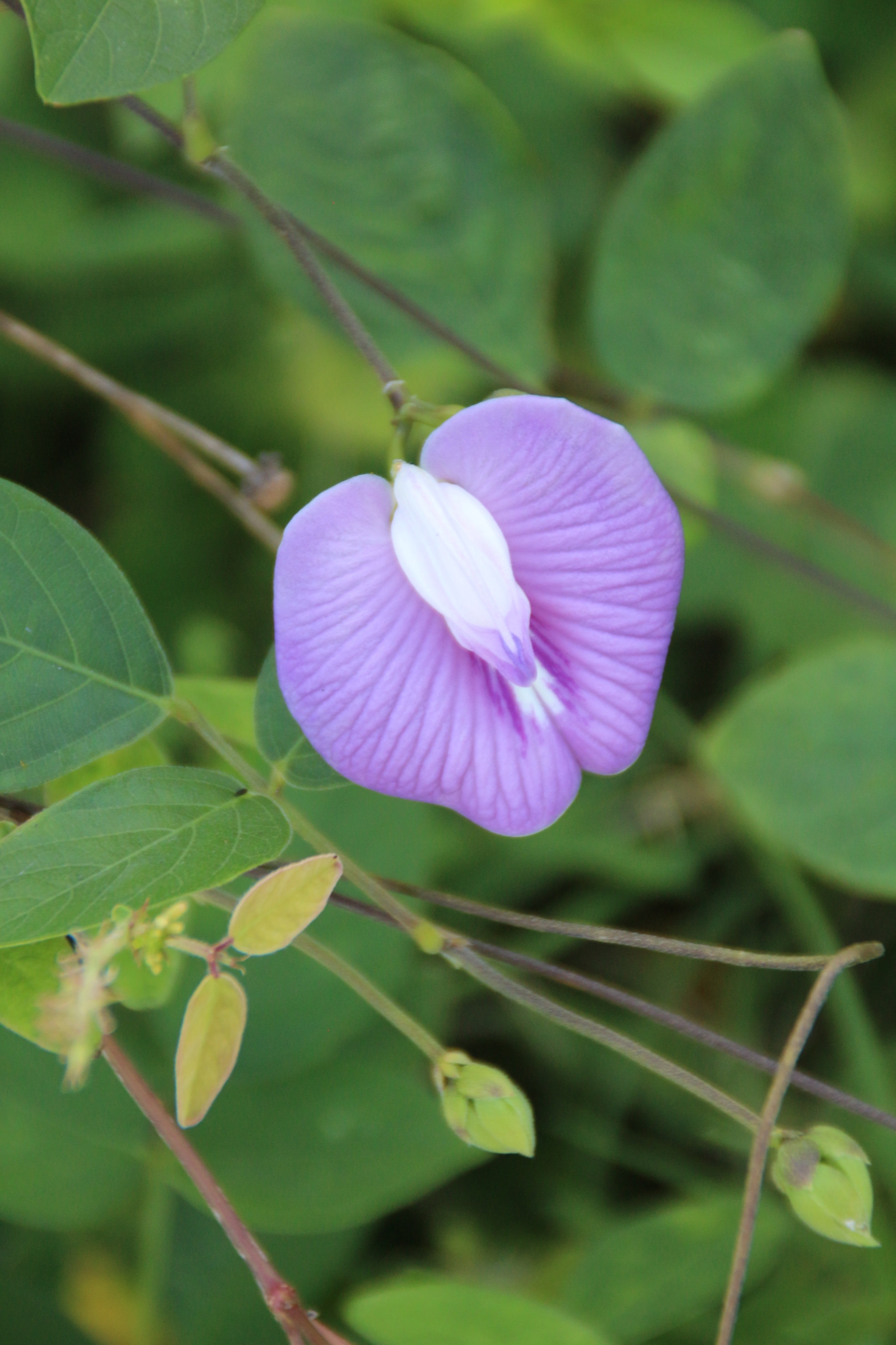 Canon EOS 700D (EOS Rebel T5i / EOS Kiss X7i) sample photo. Img photography