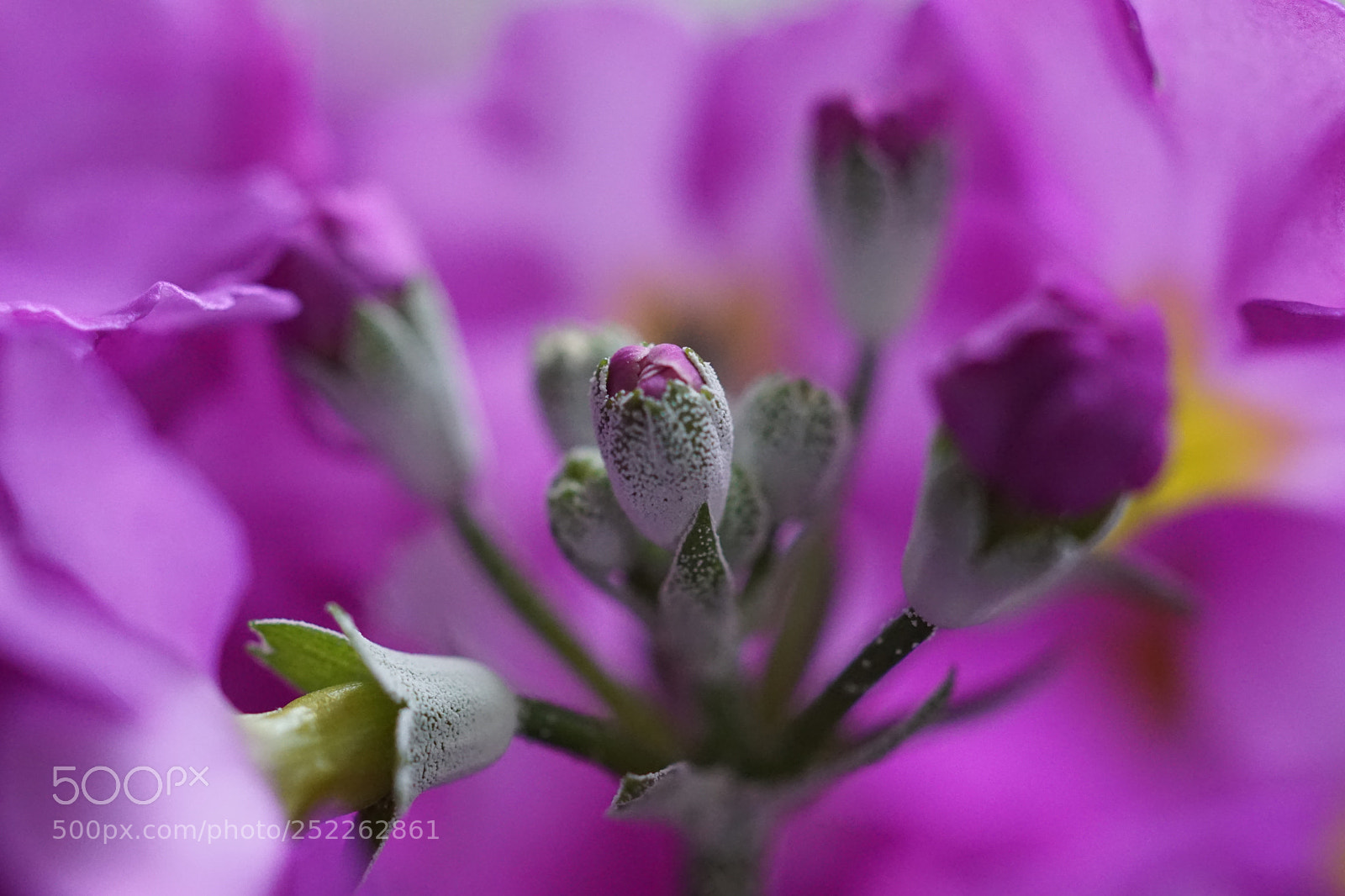 Sony a6000 sample photo. Purple macro photography
