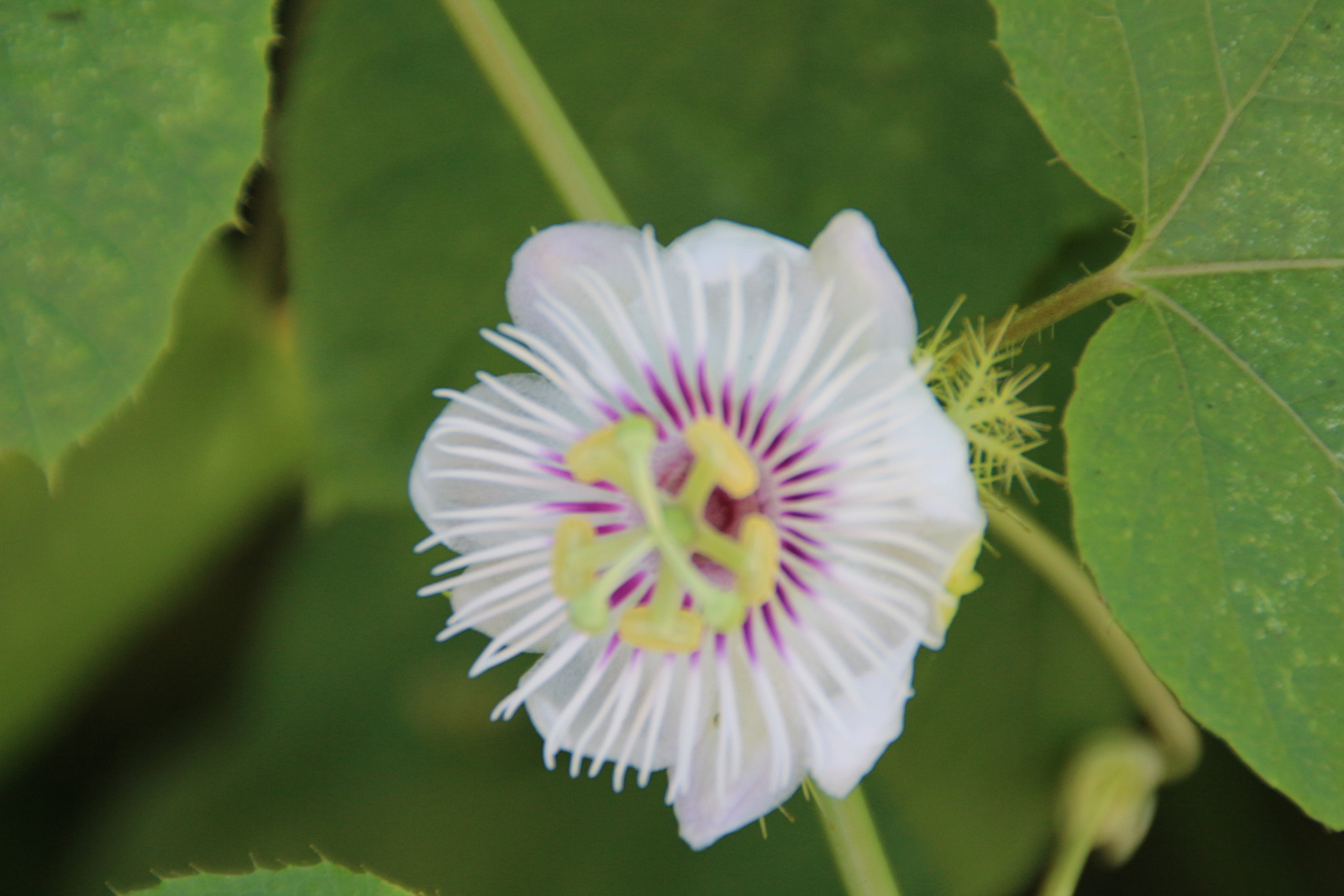 Canon EOS 700D (EOS Rebel T5i / EOS Kiss X7i) sample photo. Img photography
