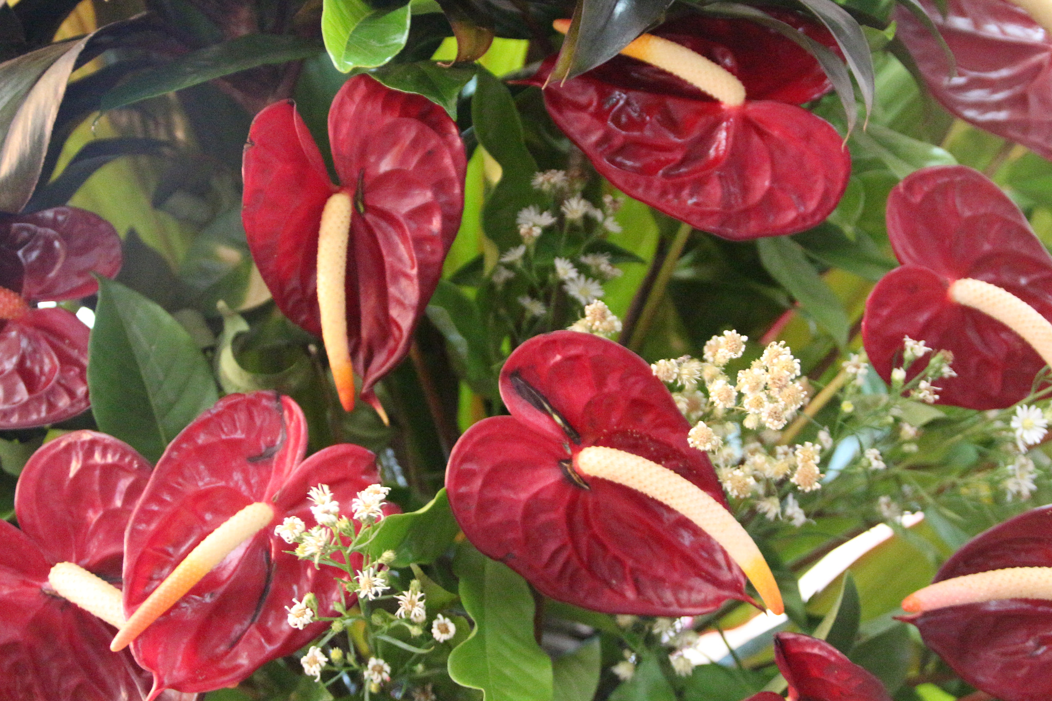 Canon EOS 700D (EOS Rebel T5i / EOS Kiss X7i) sample photo. Img photography