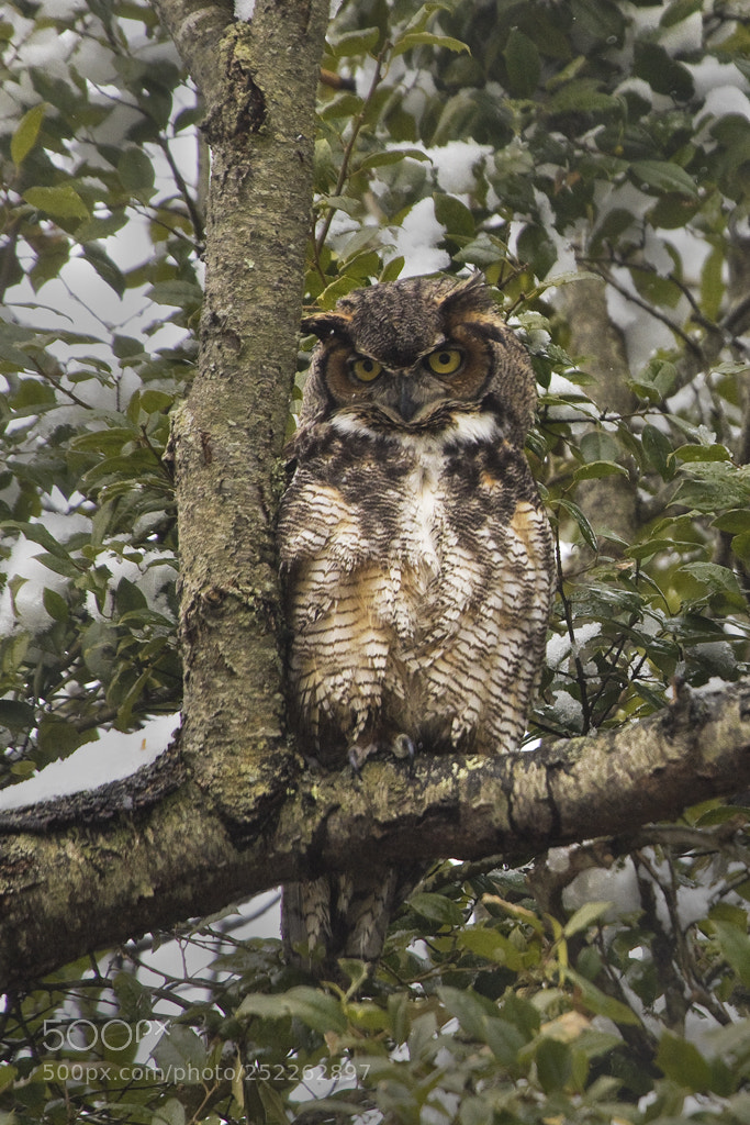 Canon EOS 7D Mark II sample photo. Great horned owl. connecticut, 2018 photography