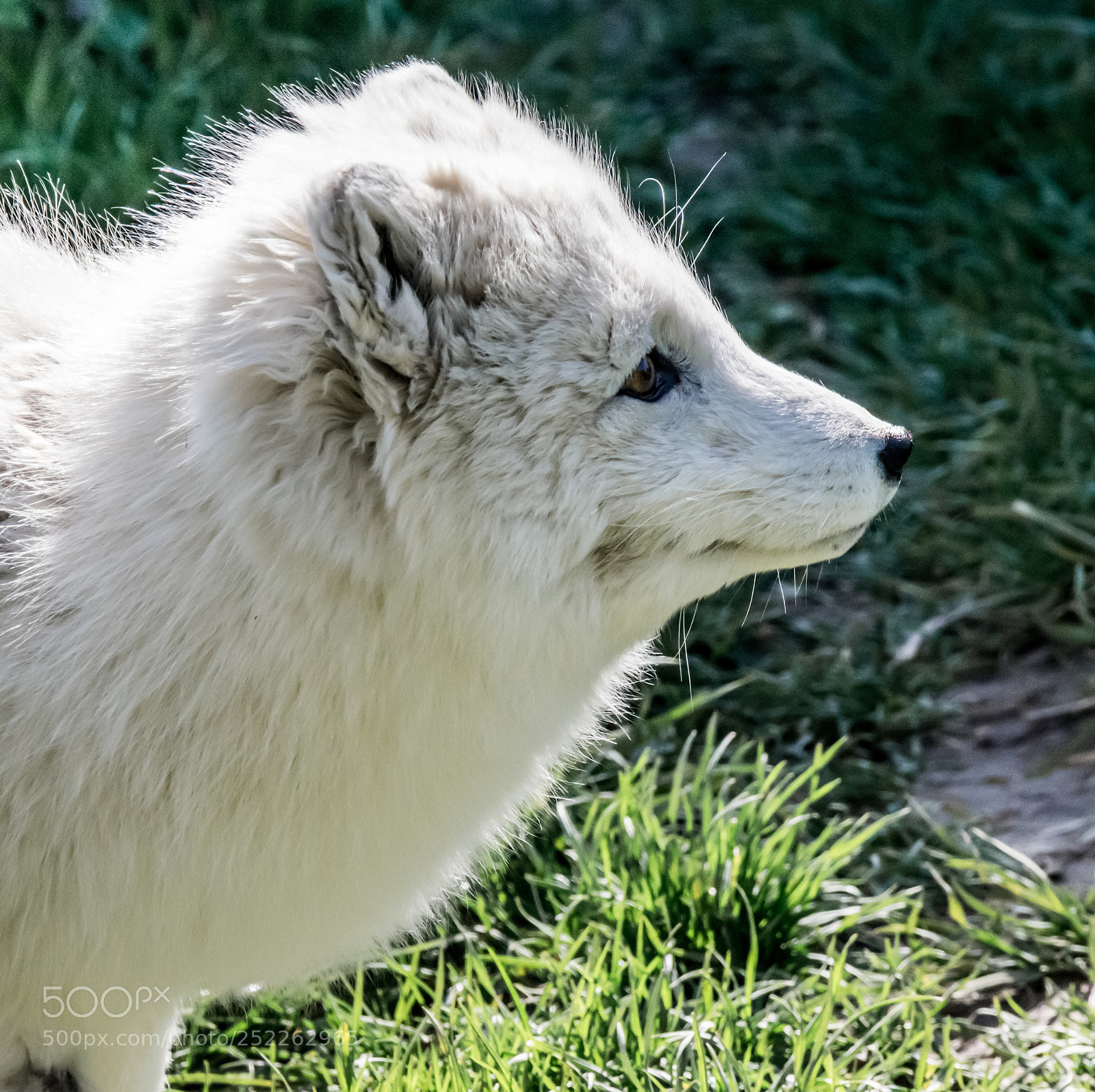 Nikon D3400 sample photo. Arctic fox photography