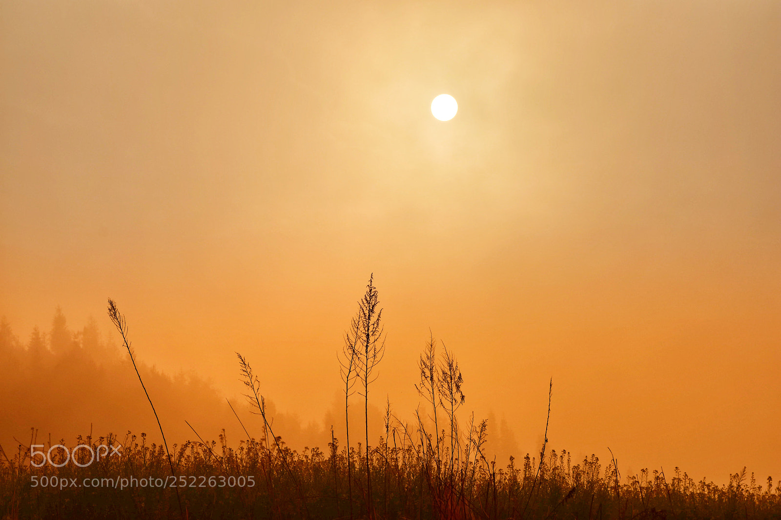 Nikon D7200 sample photo. Sun photography