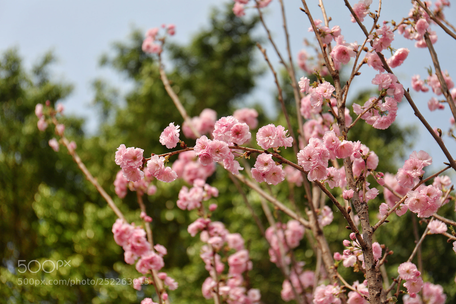 Canon EOS 5D Mark IV sample photo. Flower 17 photography