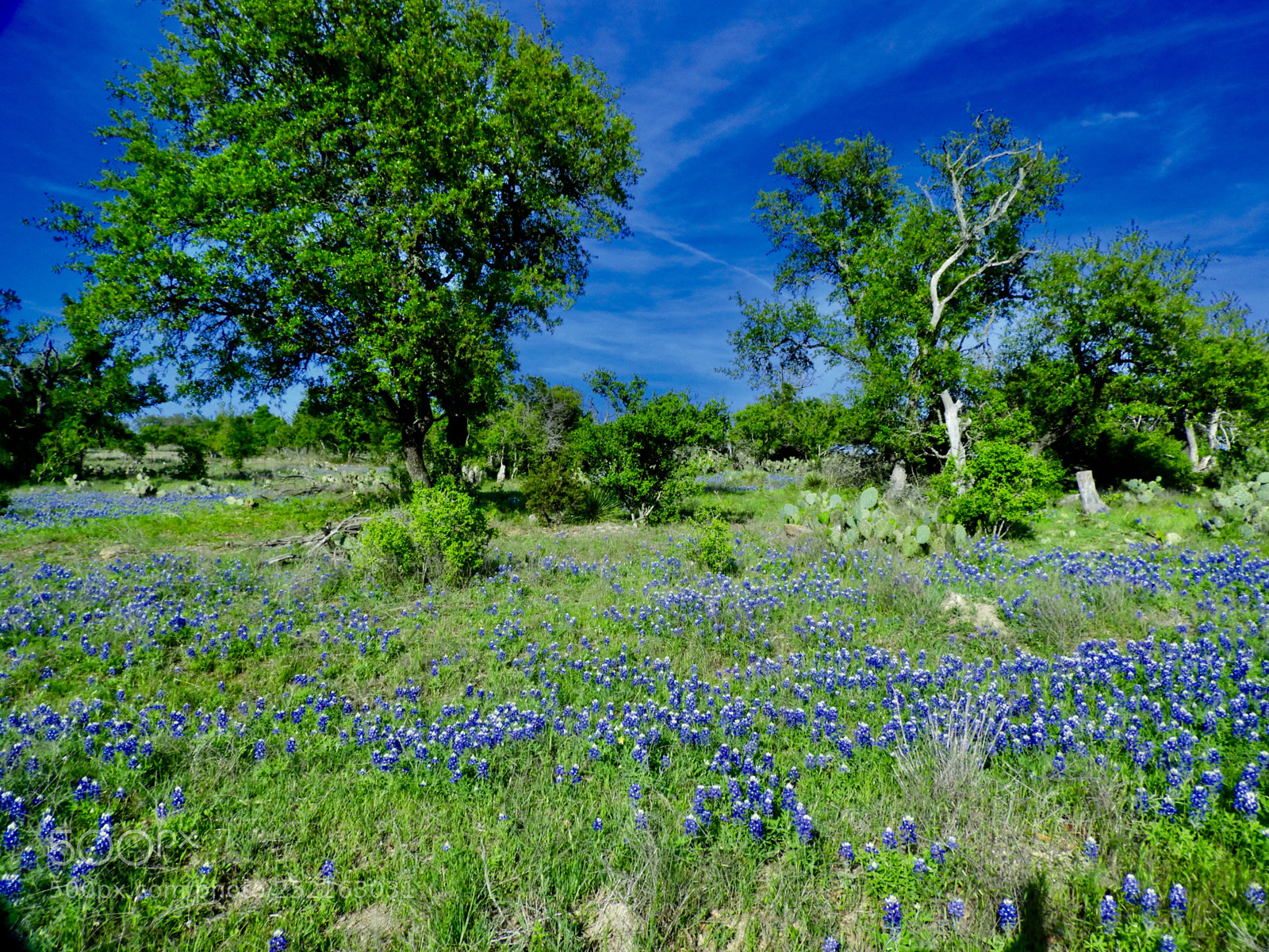 Nikon Coolpix B700 sample photo. Wildflowers on a fine photography