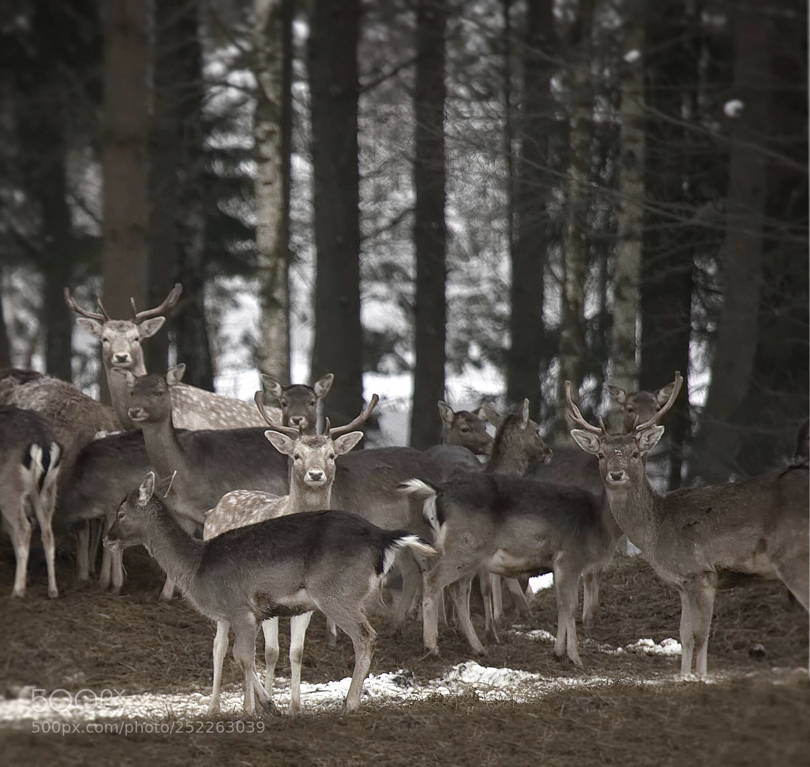 Nikon D7000 sample photo. Deers photography
