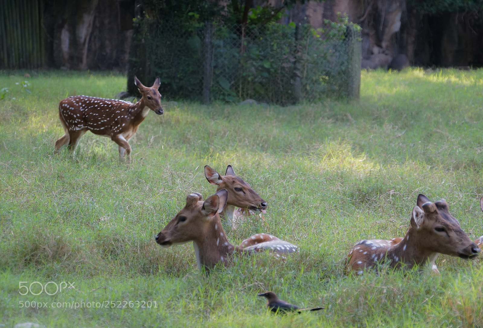 Sony Alpha NEX-5R sample photo. Spotted deer photography