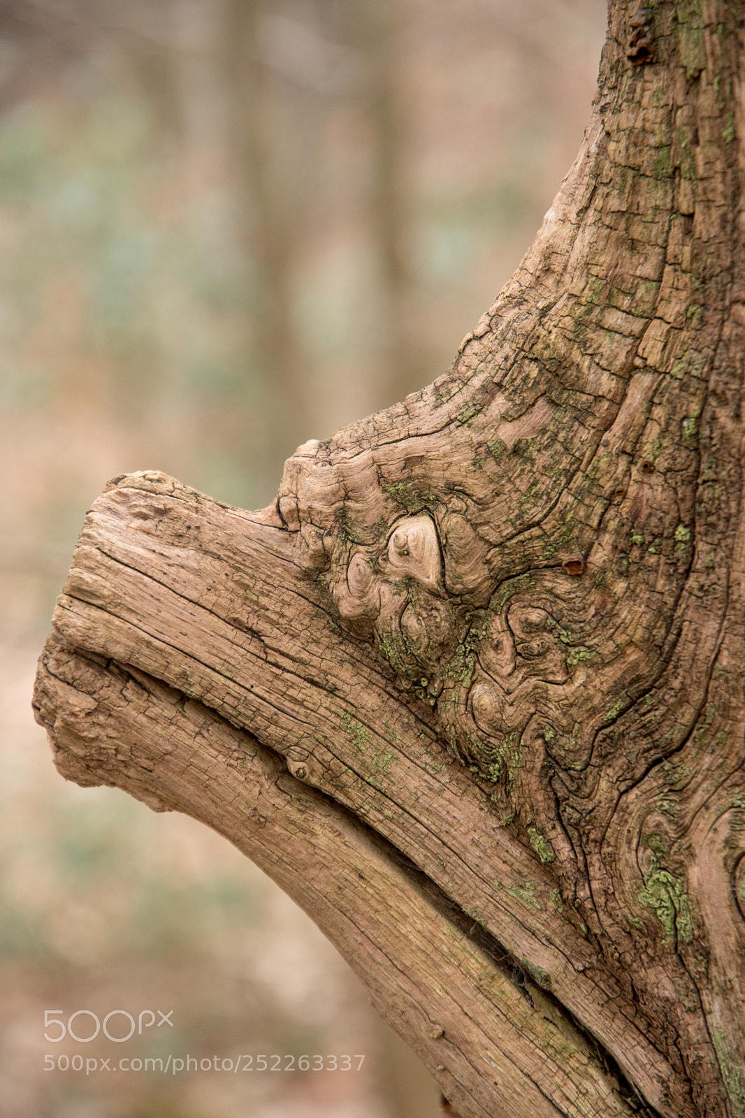 Nikon D500 sample photo. Magical being of the photography