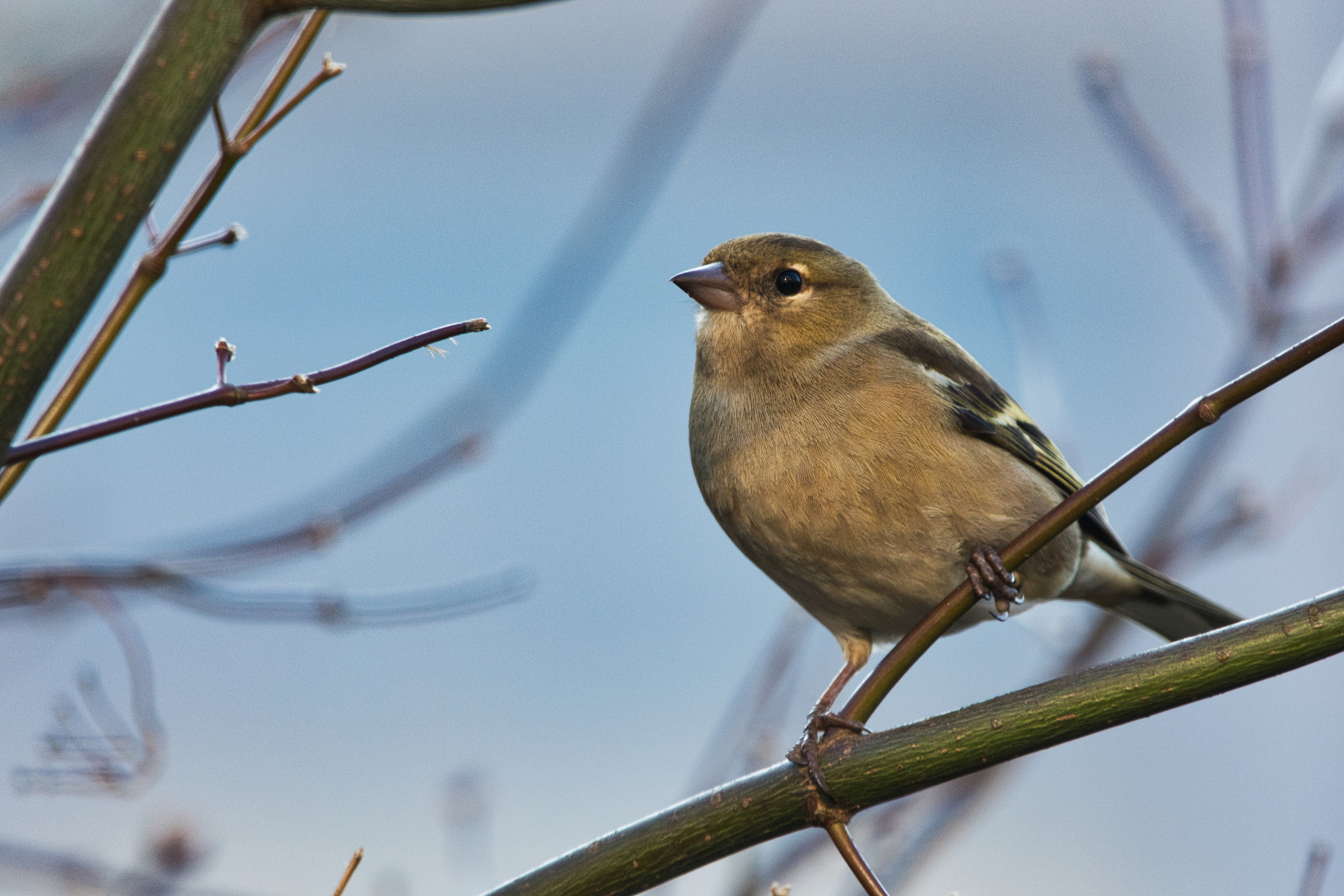 Sigma 150-600mm F5-6.3 DG OS HSM | C sample photo. Lazy afternoon photography
