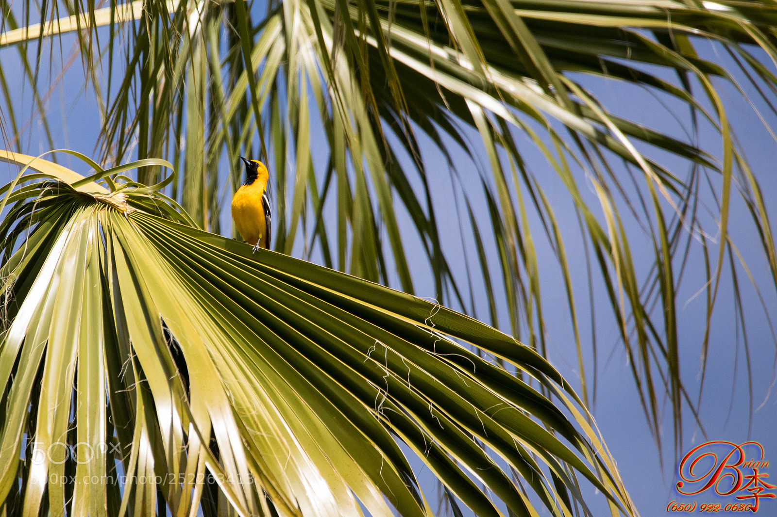 Canon EOS 5D Mark IV sample photo. Bird photography