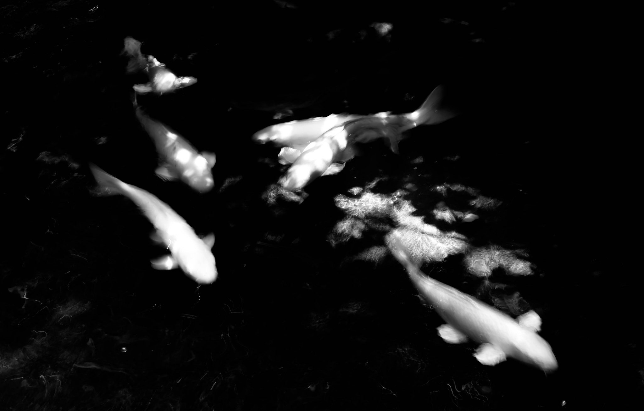 Leica M Monochrom (Typ 246) sample photo. White sprites photography