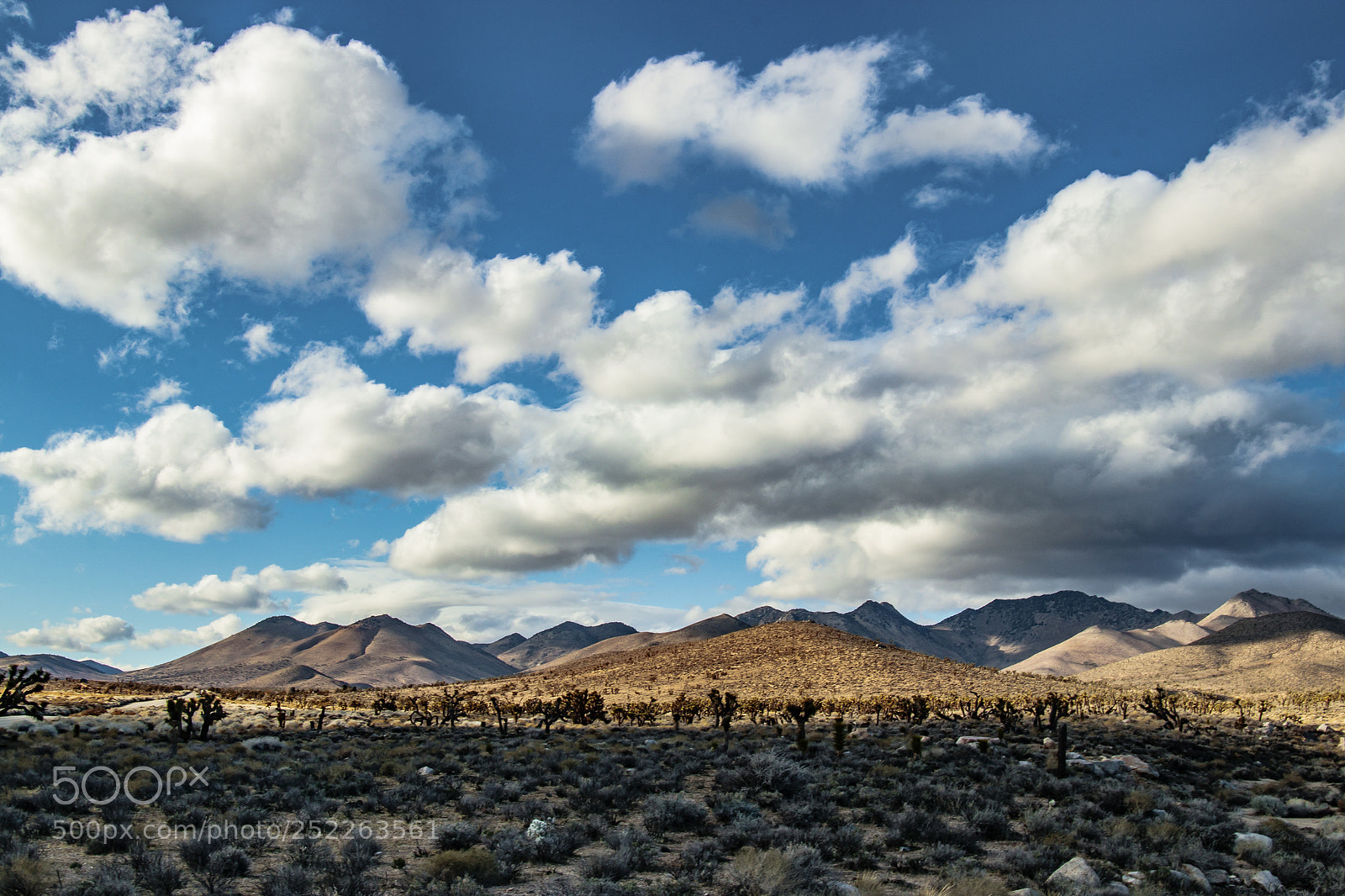 Canon EOS 800D (EOS Rebel T7i / EOS Kiss X9i) sample photo. Joshua trees all around photography