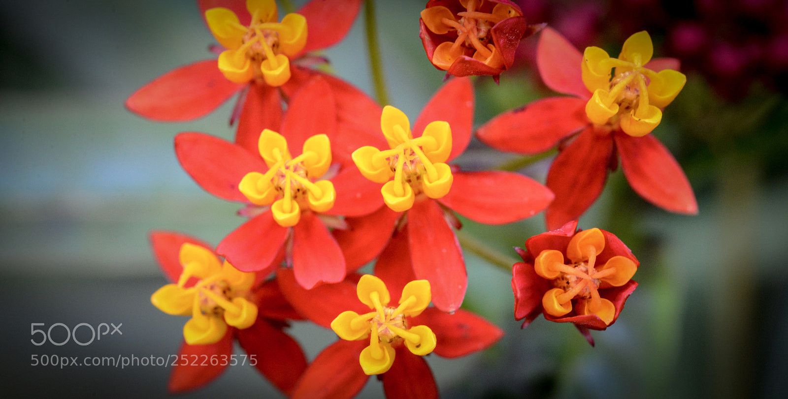 Nikon D600 sample photo. Red & yellow photography
