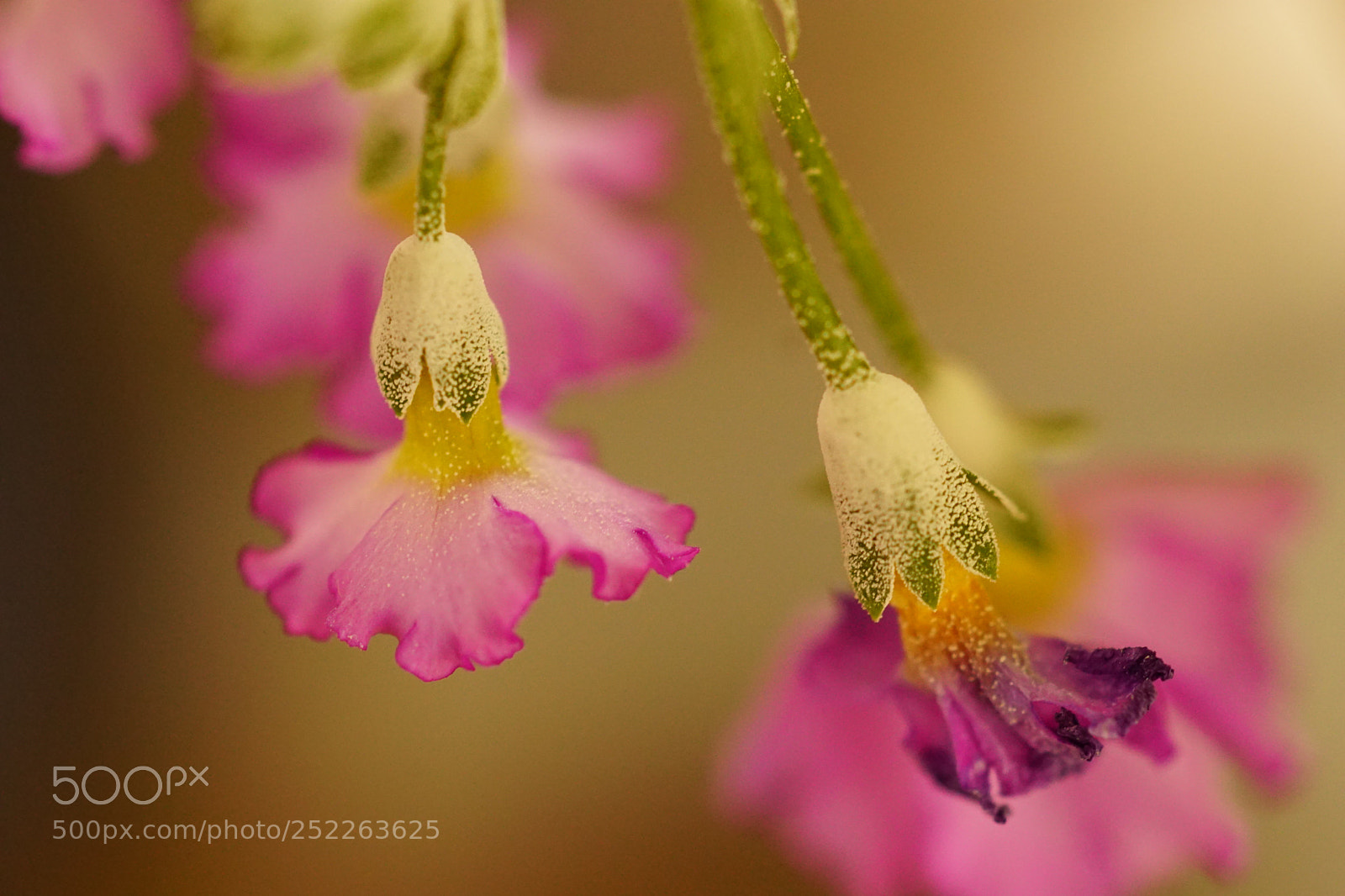 Sony a6000 sample photo. Hanging flowers with pink photography