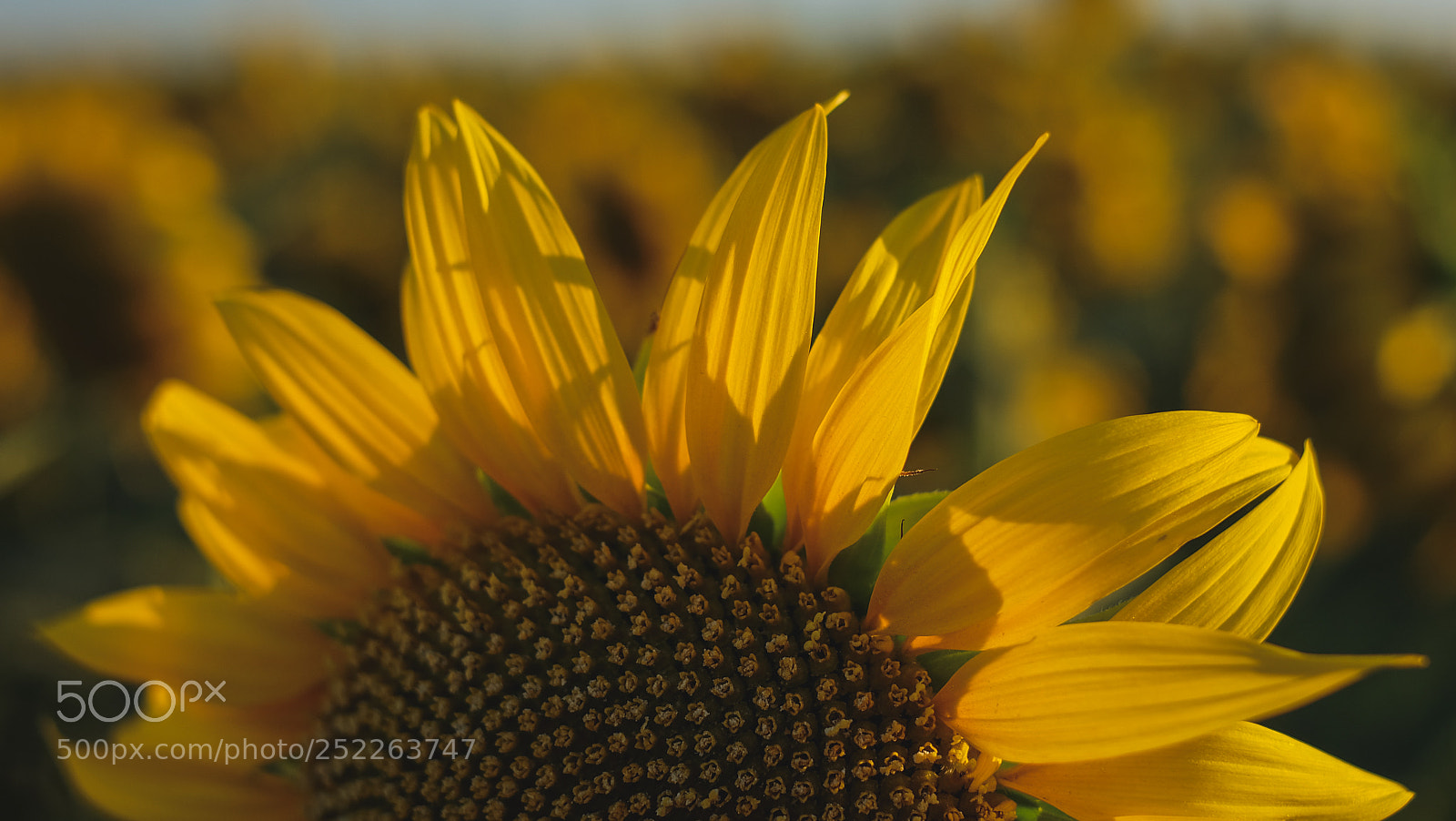 Fujifilm X-A1 sample photo. Sunflower photography