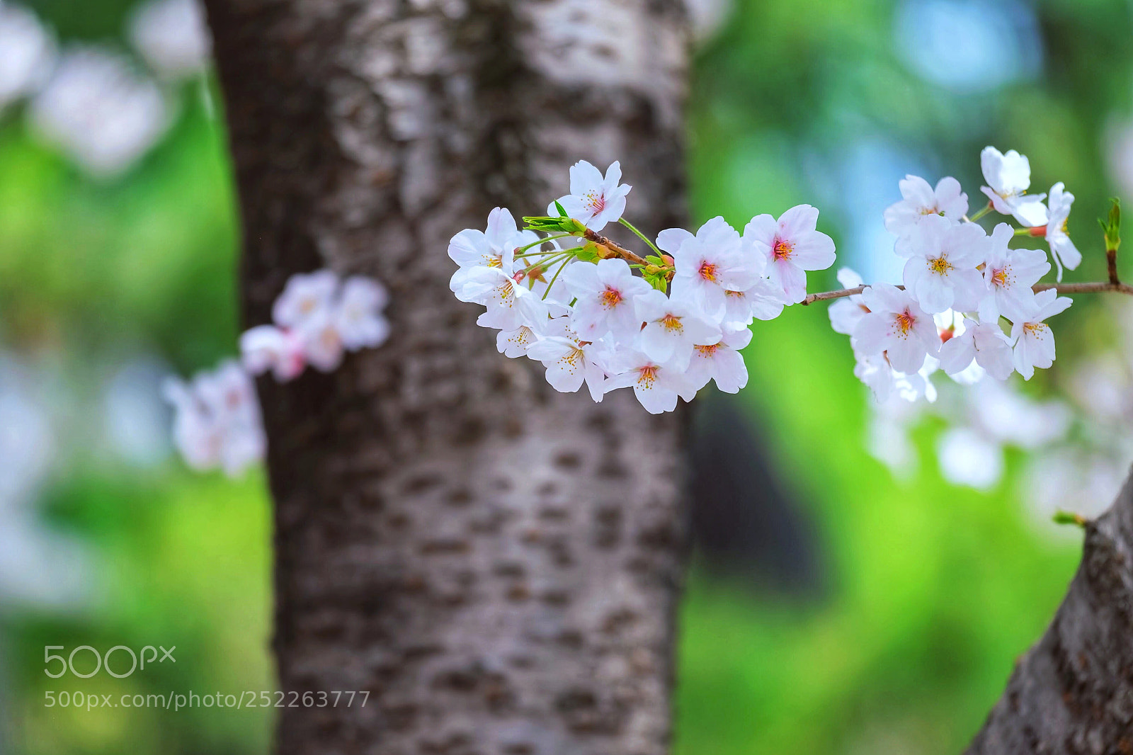 Fujifilm X-T1 sample photo. Cherryblossoms photography