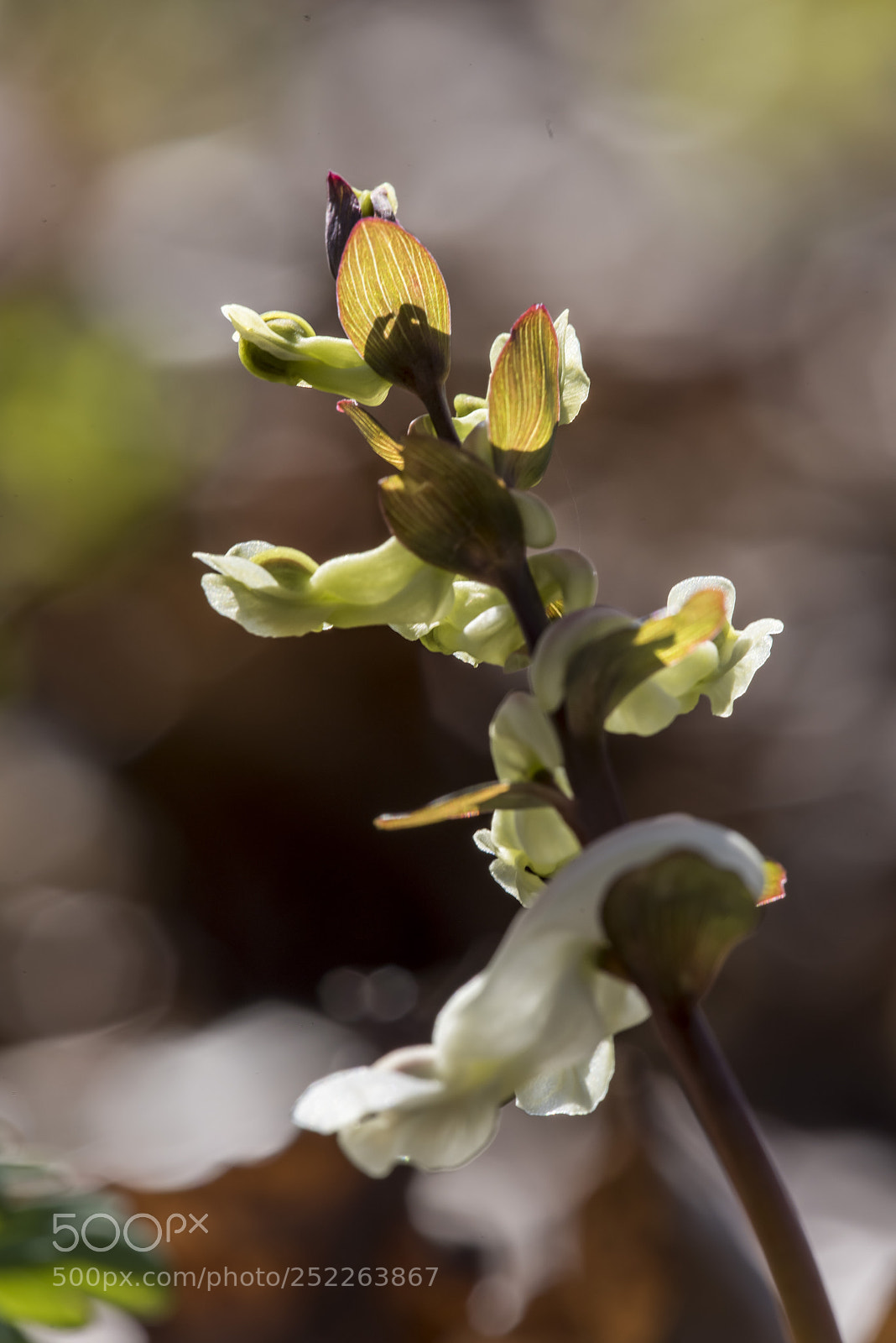 Nikon D810 sample photo. Lerchensporn photography