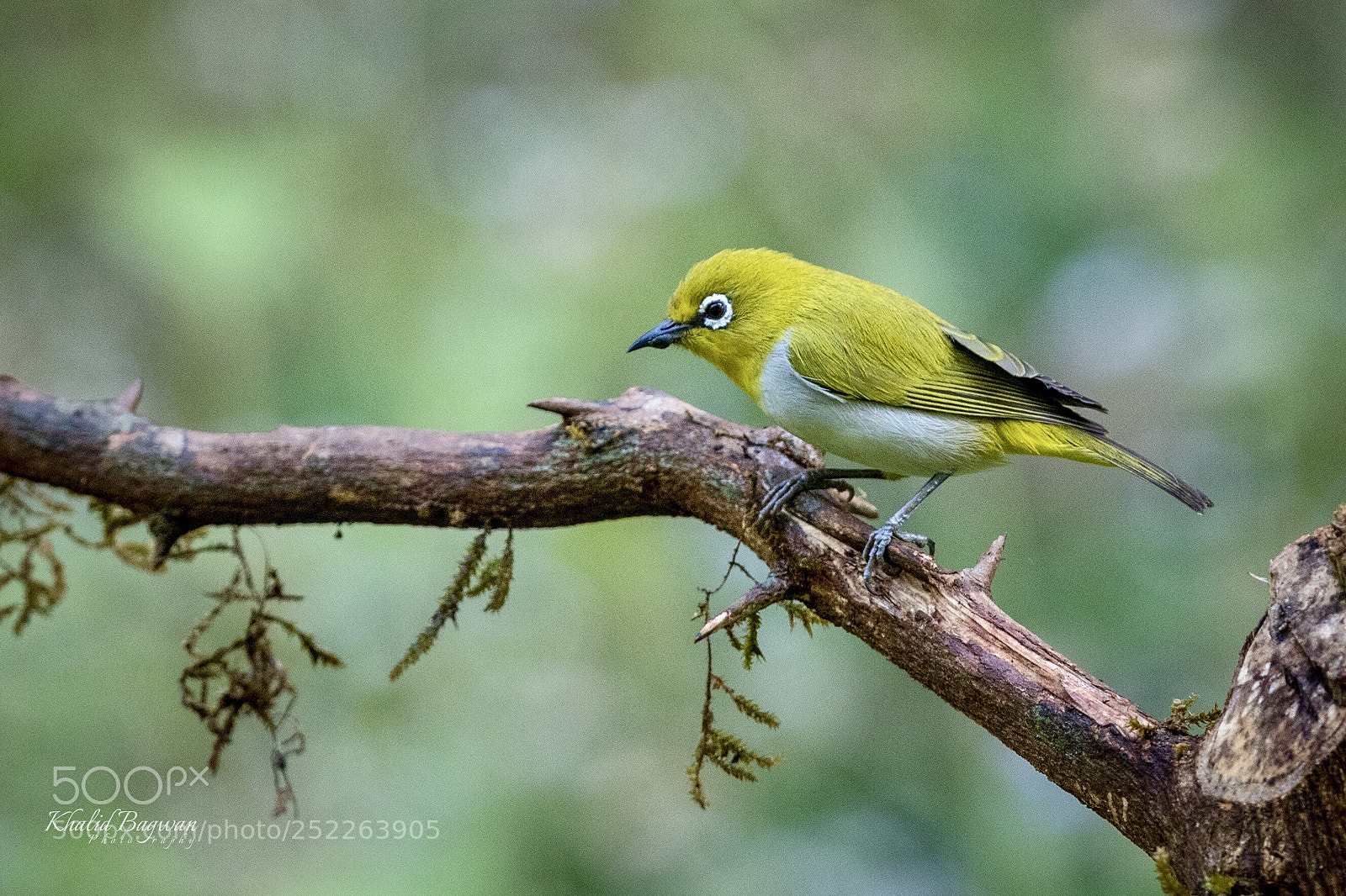 Canon EOS 7D Mark II sample photo. Oriental white eye  photography