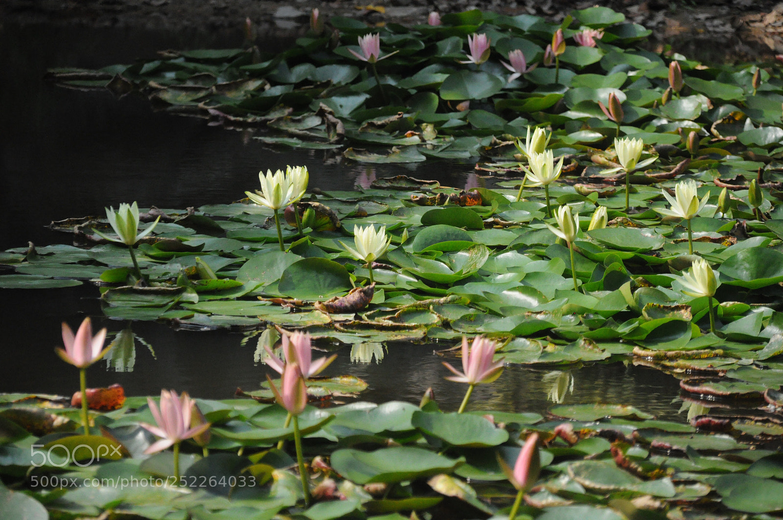 Nikon D90 sample photo. Lotus pond photography