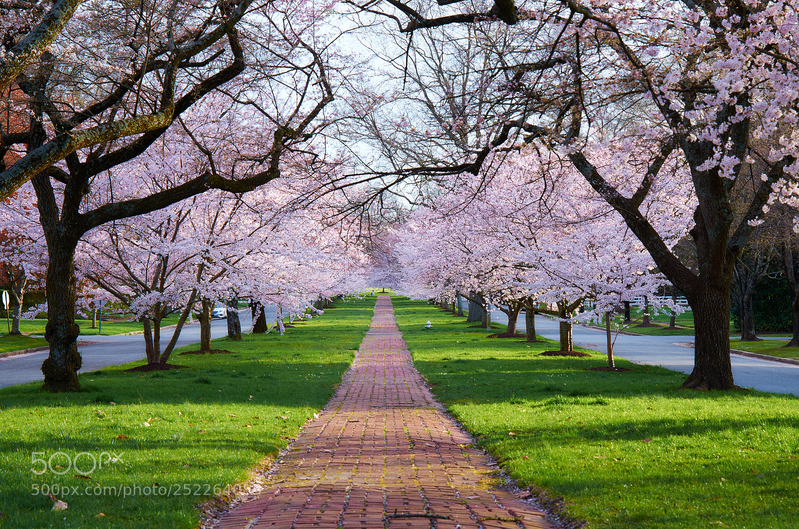 Nikon D7000 sample photo. Cherry blossom path photography
