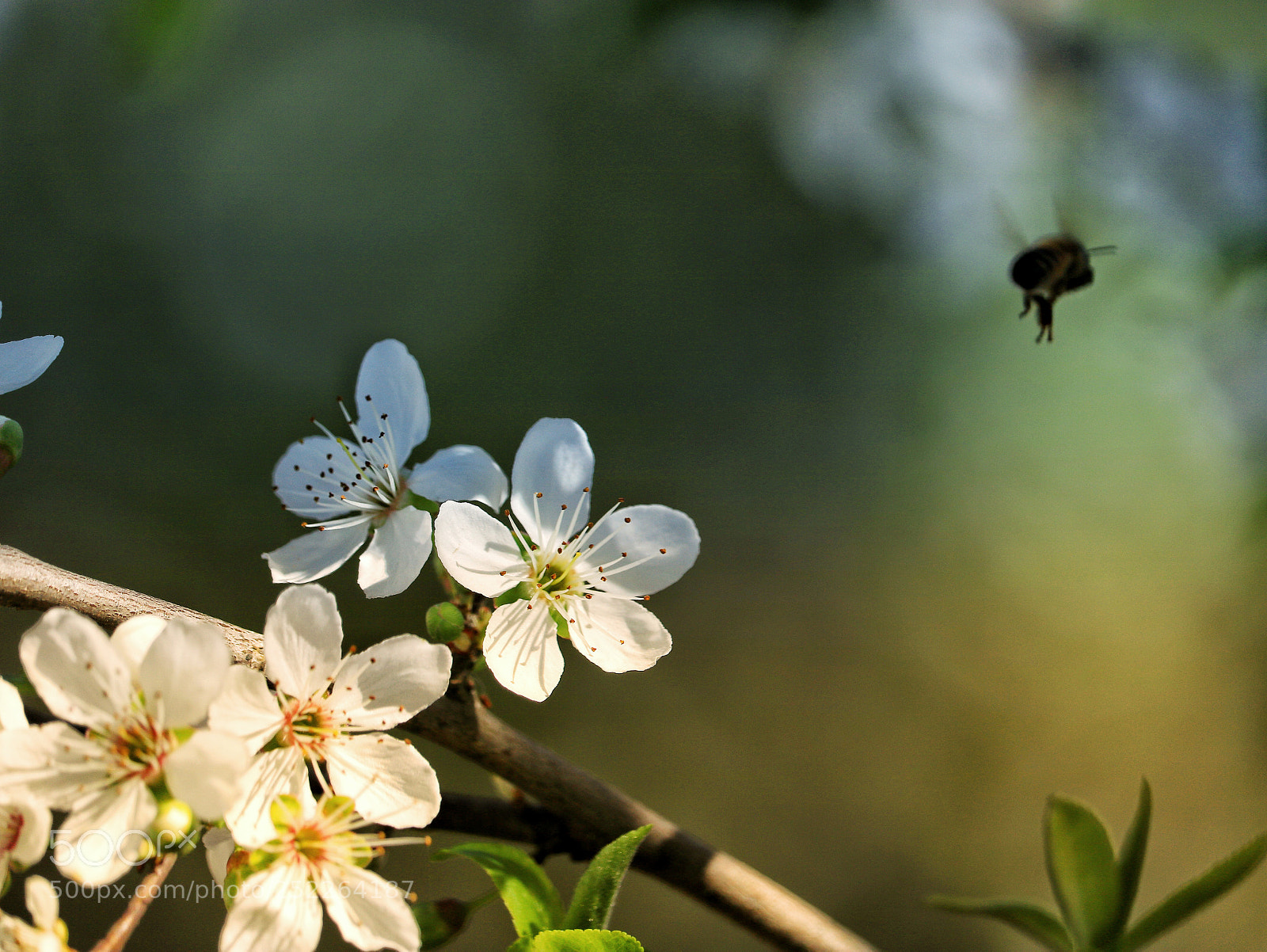 Canon EOS 750D (EOS Rebel T6i / EOS Kiss X8i) sample photo. Bee came back from photography