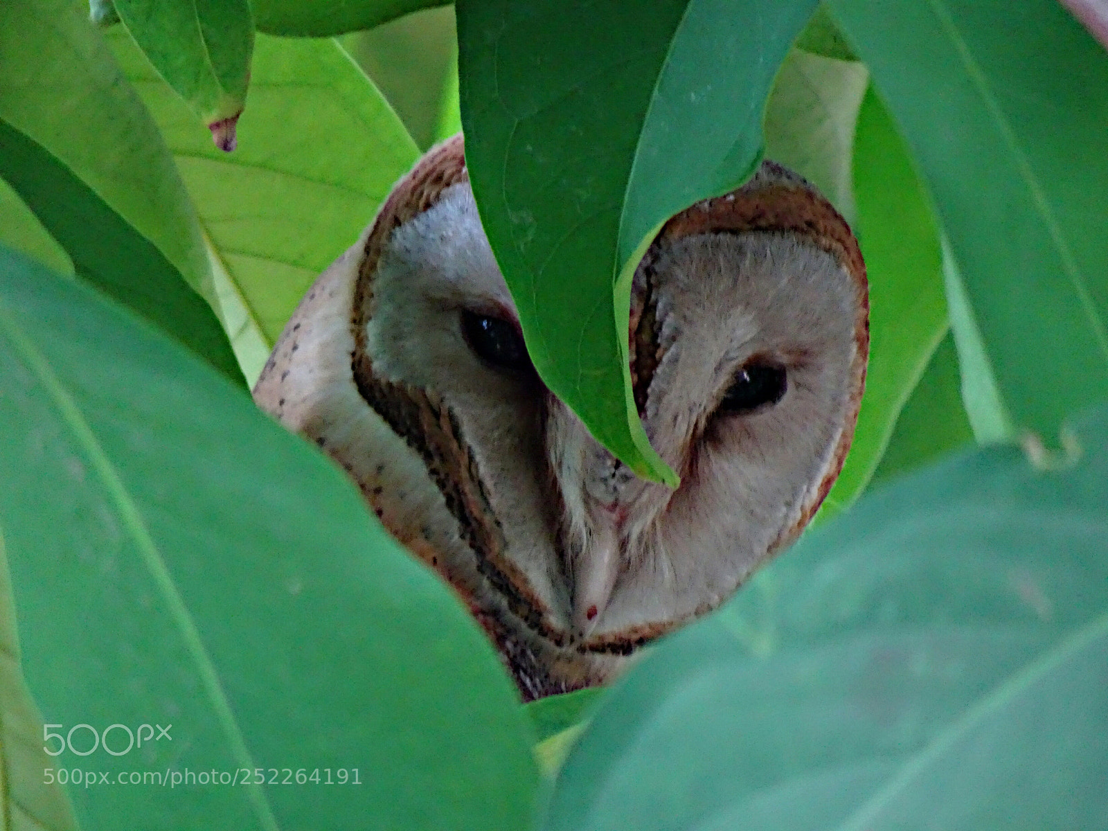Sony Cyber-shot DSC-HX90V sample photo. Burn owl photography
