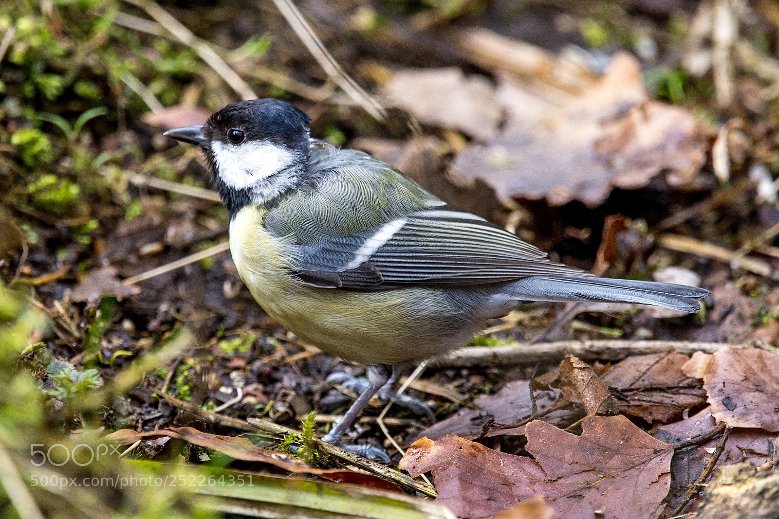 Nikon D7200 sample photo. Parus major vii photography