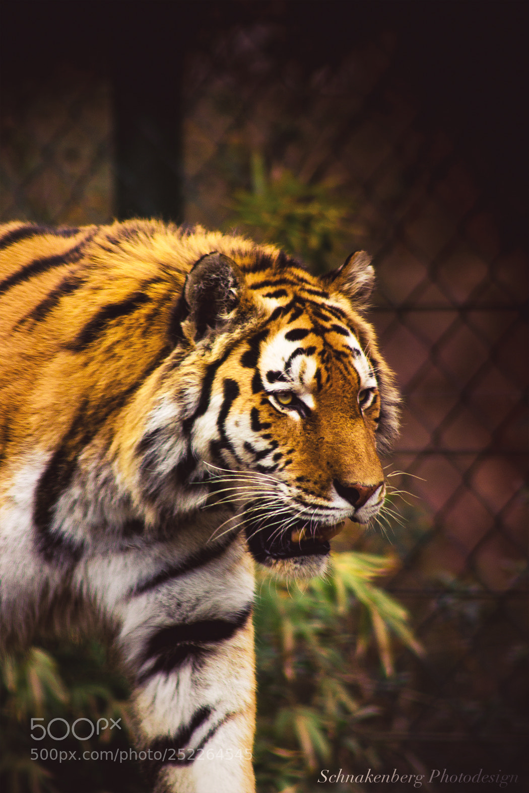 Canon EOS 600D (Rebel EOS T3i / EOS Kiss X5) sample photo. Tiger photography