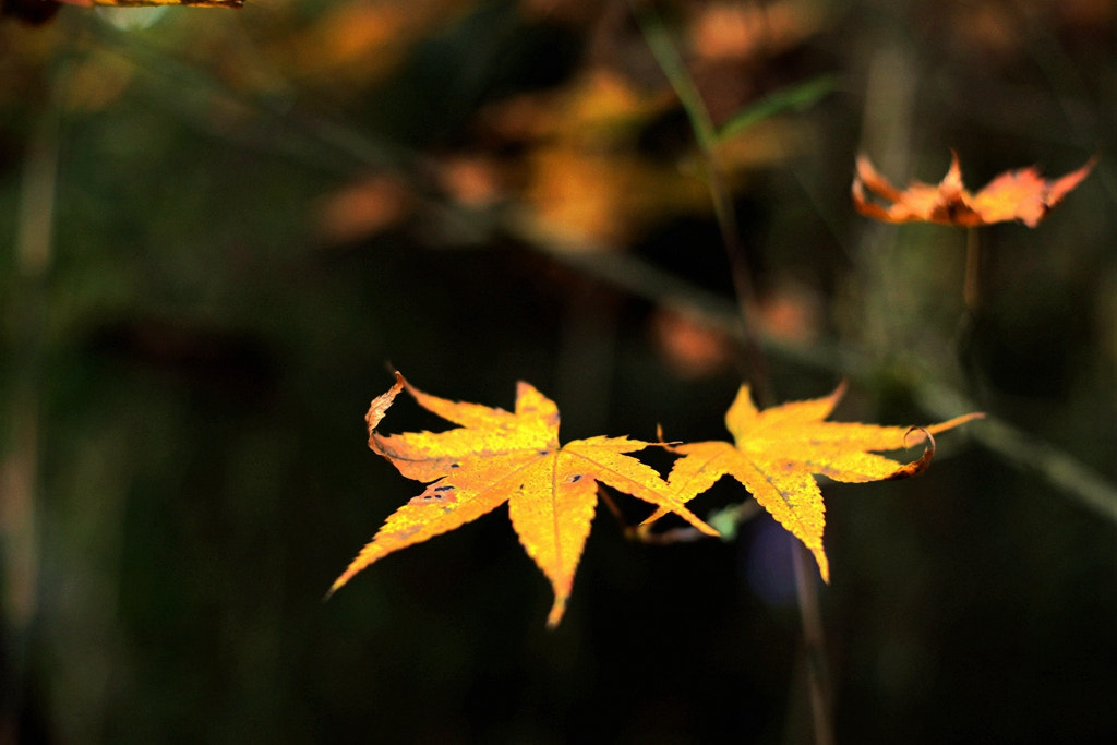 Canon EF 35-80mm f/4-5.6 sample photo. Img photography
