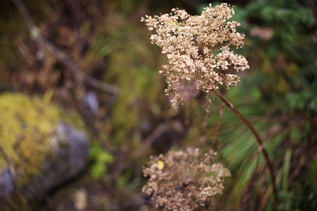 Canon EOS 5D Mark II + Canon EF 35-80mm f/4-5.6 sample photo. Img photography