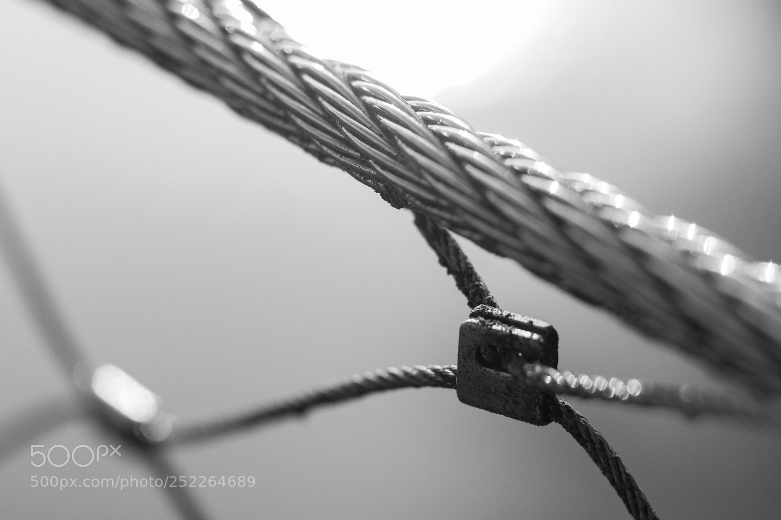 Canon EOS 80D sample photo. Wire ii photography