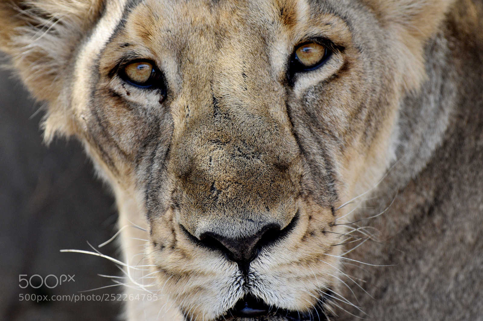 Nikon D3400 sample photo. Eyes talk everything! photography