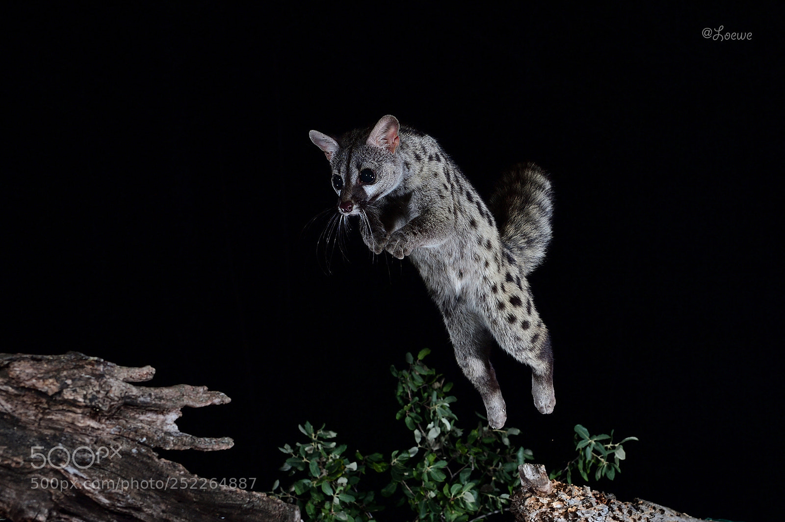 Nikon D5 sample photo. Jump photography