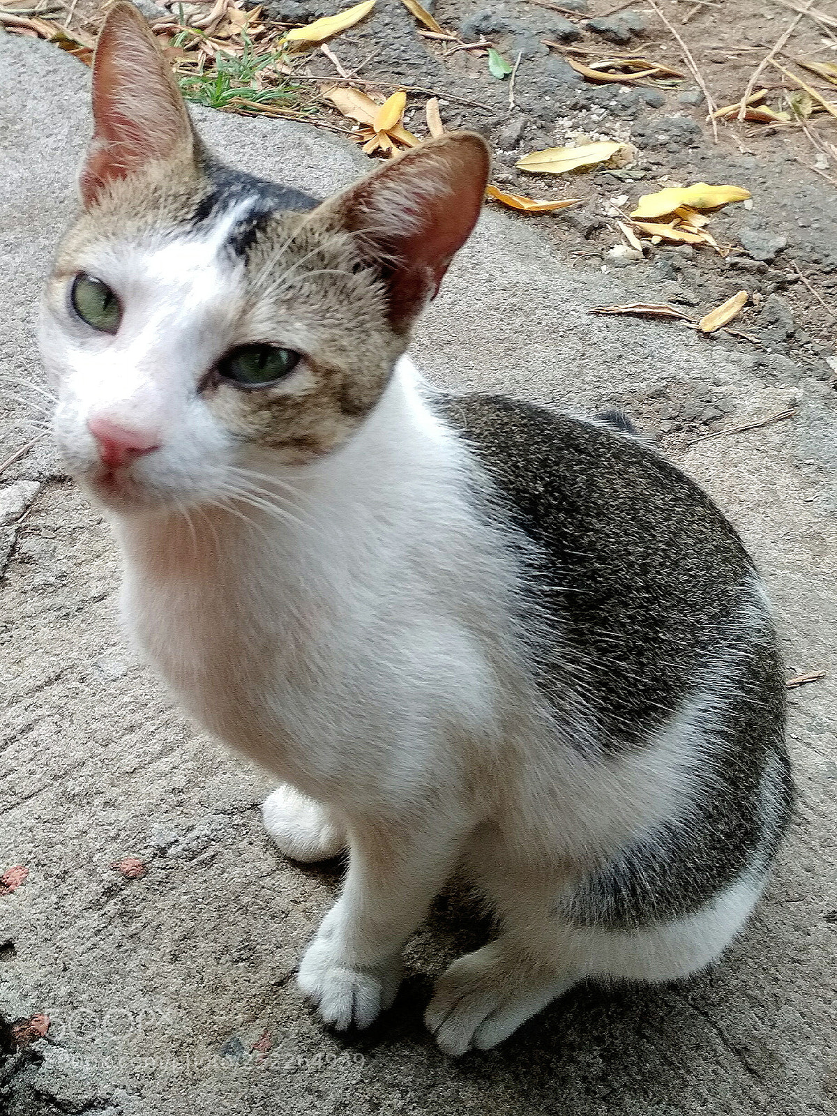 Xiaomi Redmi 4X sample photo. I'm so hungry photography