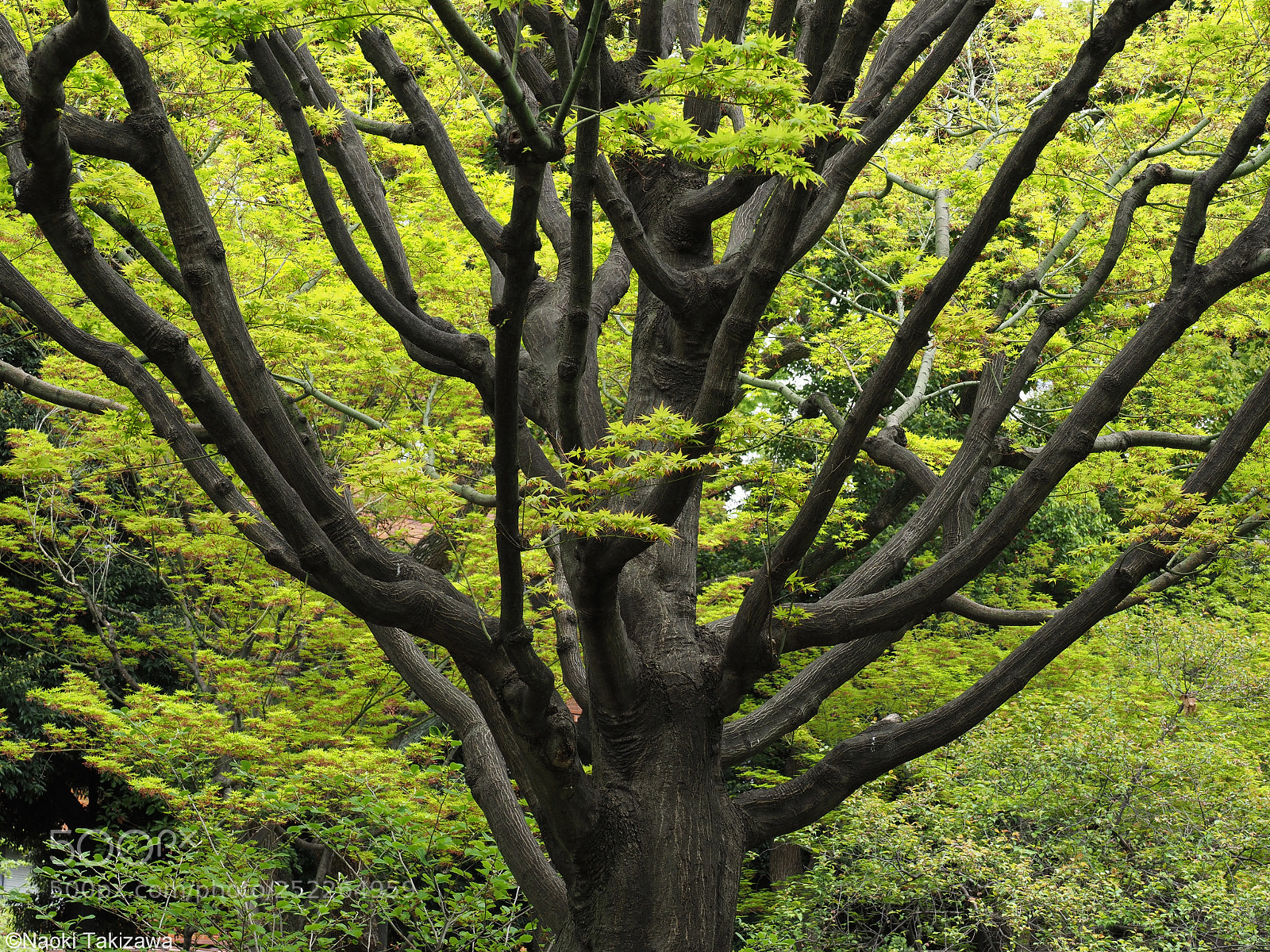 Olympus OM-D E-M1 Mark II sample photo. Springtime photography