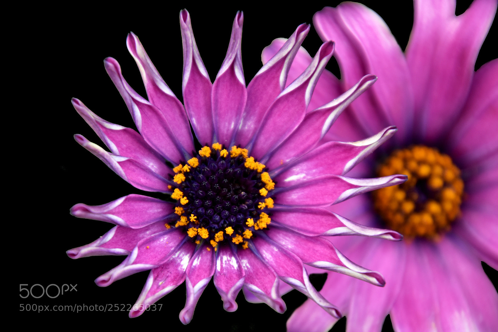 Nikon D5500 sample photo. Primer plano photography