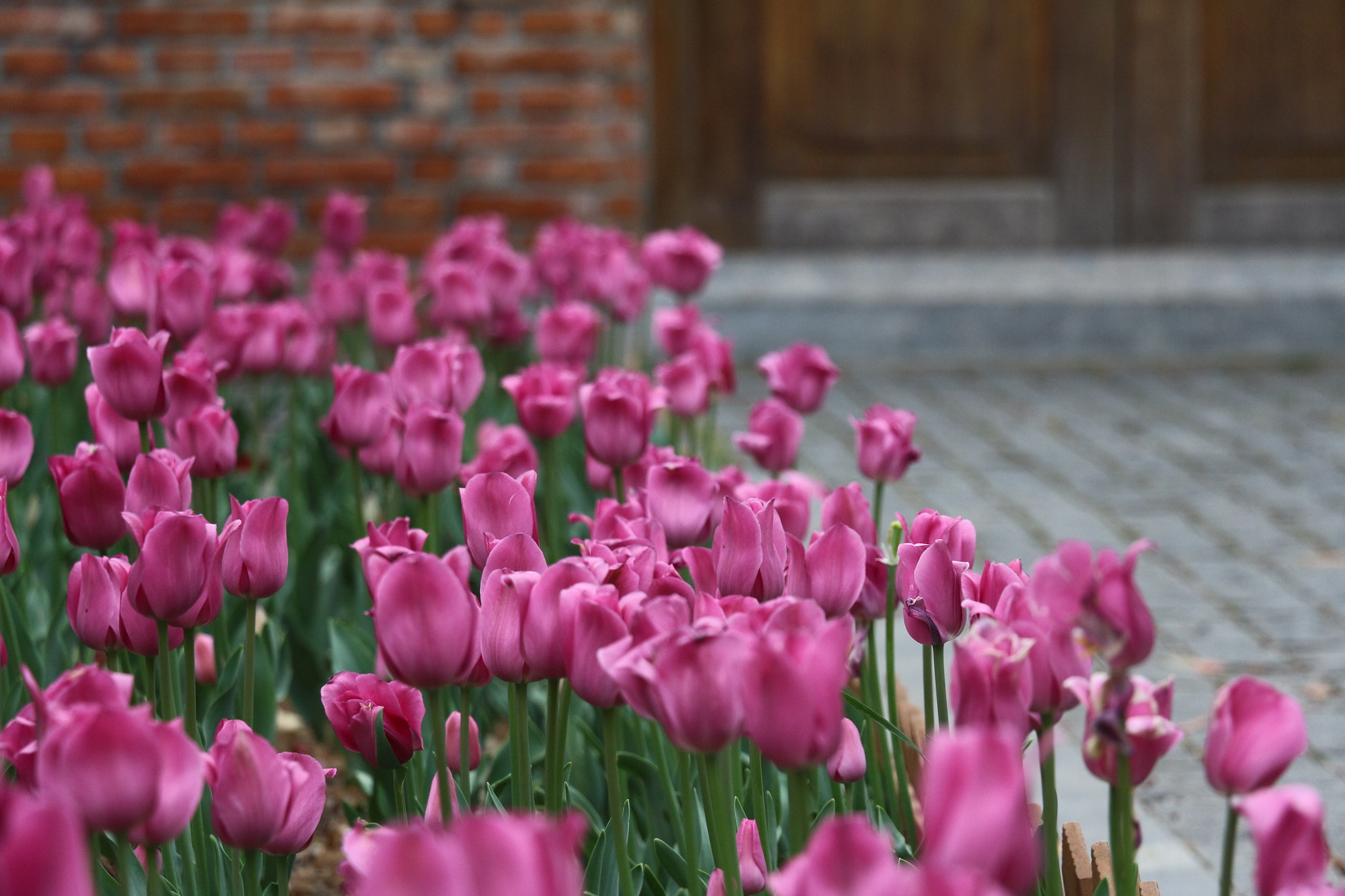 Canon EOS 650D (EOS Rebel T4i / EOS Kiss X6i) sample photo. Img photography