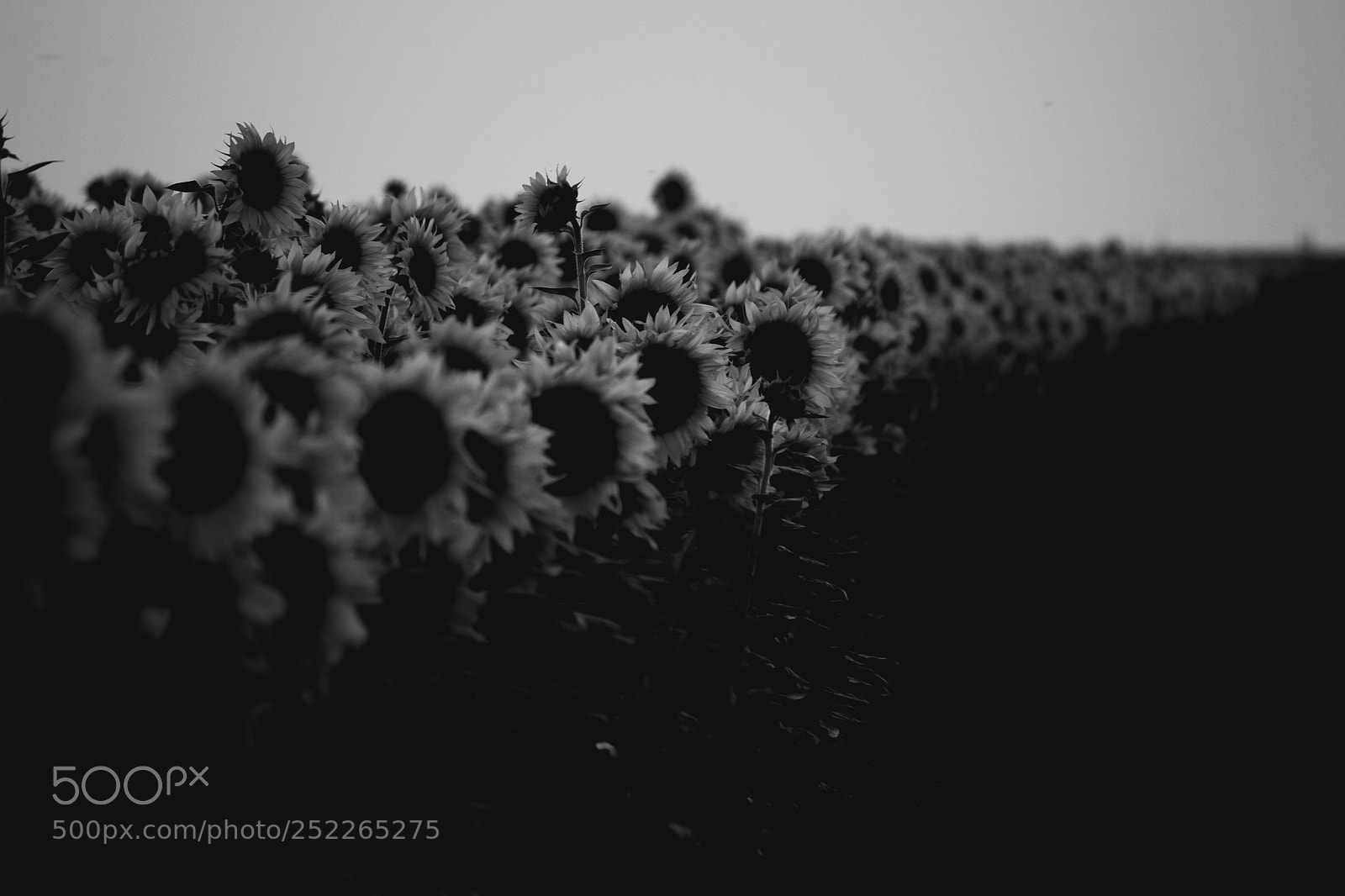 Canon EOS 700D (EOS Rebel T5i / EOS Kiss X7i) sample photo. Lineup photography