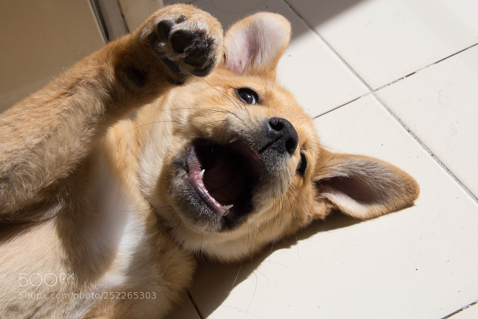Canon EOS 60D sample photo. A nice puppy vi photography