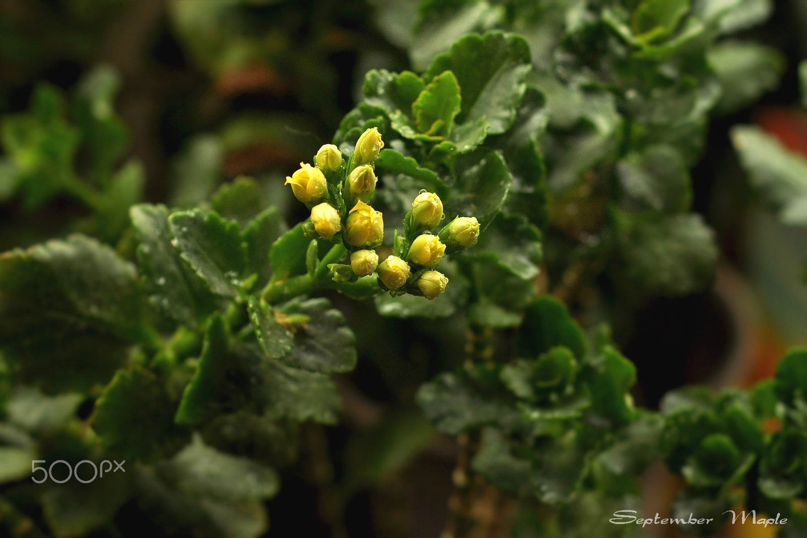 Nikon D90 + Nikon AF Nikkor 50mm F1.8D sample photo. 黄色花蕾 2 photography