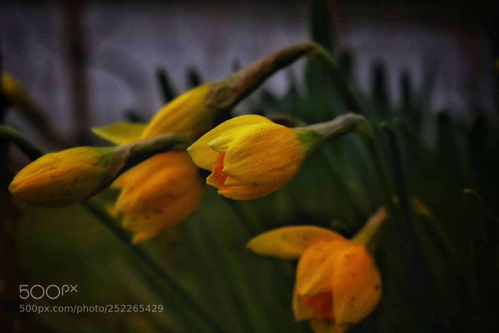 Canon EOS 760D (EOS Rebel T6s / EOS 8000D) sample photo. Narcissus photography